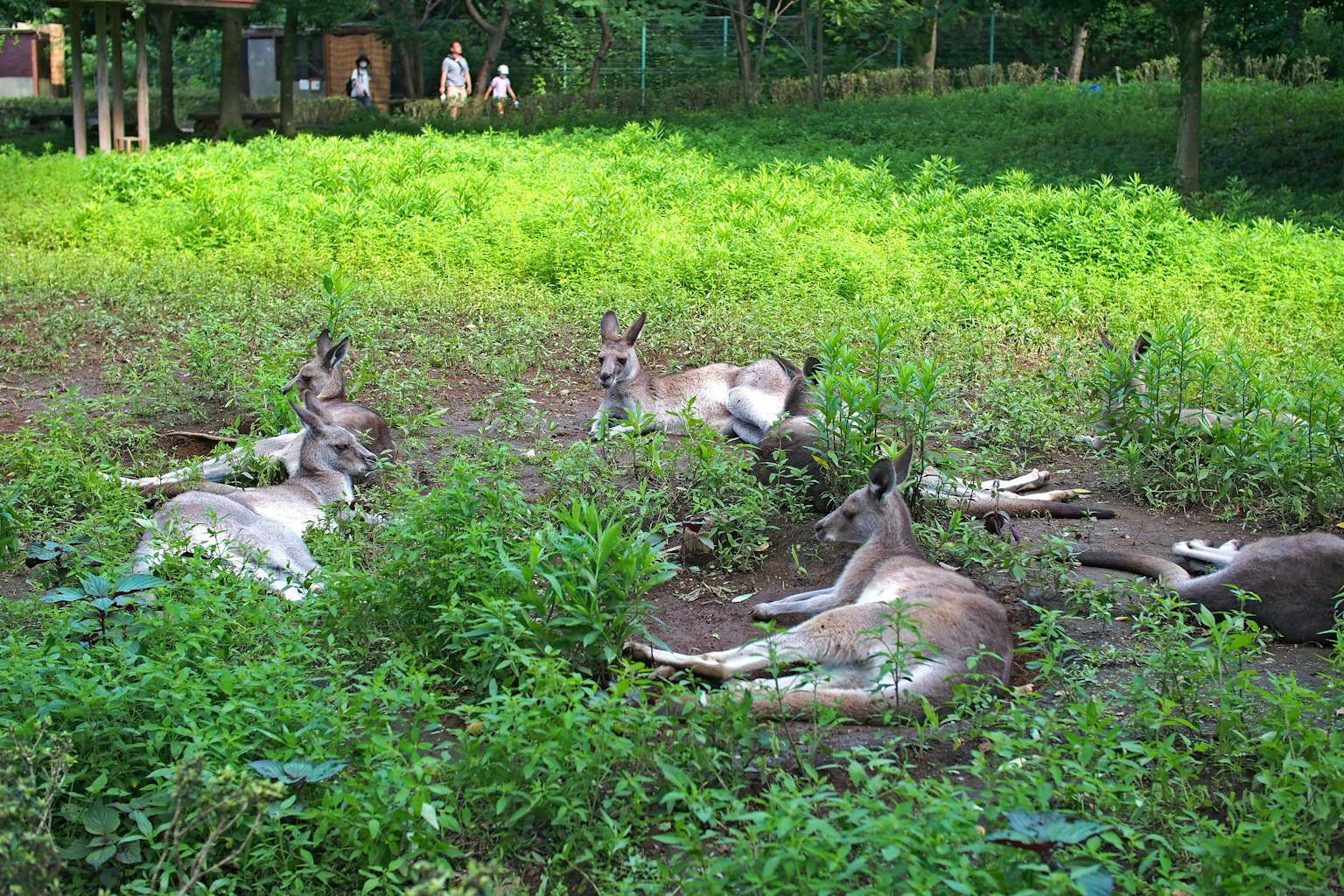Kanguru beristirahat di atas rumput hijau di lingkungan alami