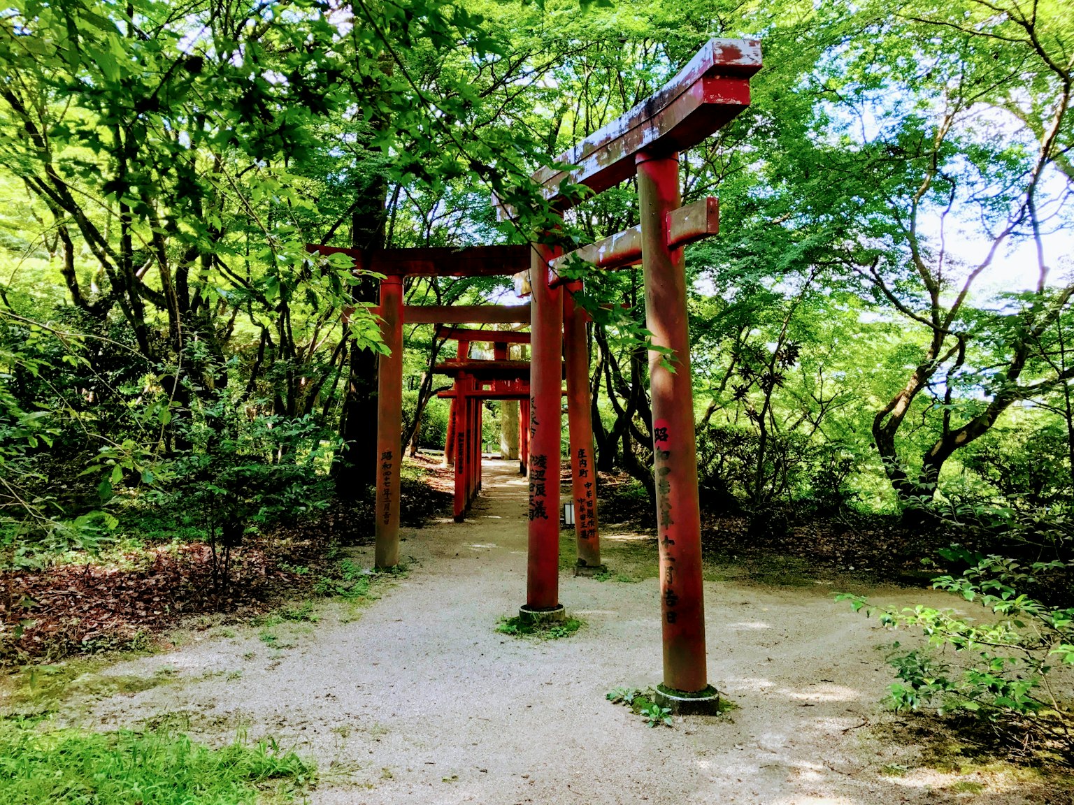 Con đường có cổng torii đỏ trong rừng xanh tươi