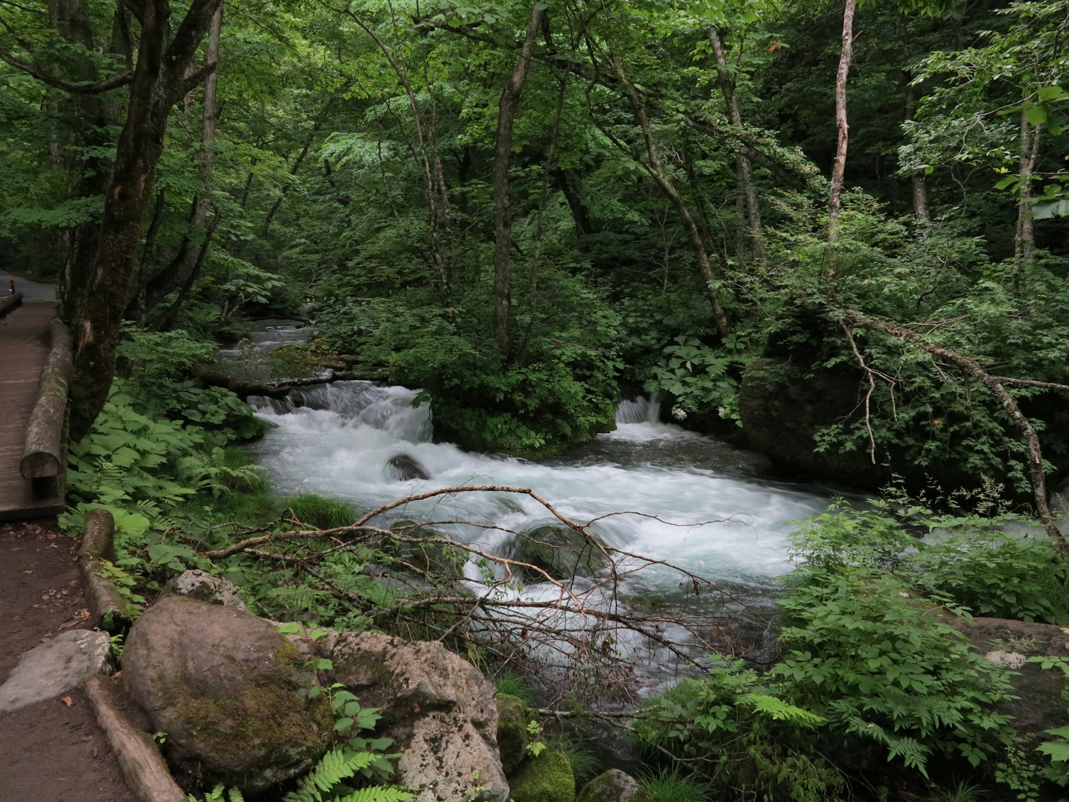 Eine malerische Aussicht auf einen Bach, der durch einen üppigen Wald fließt