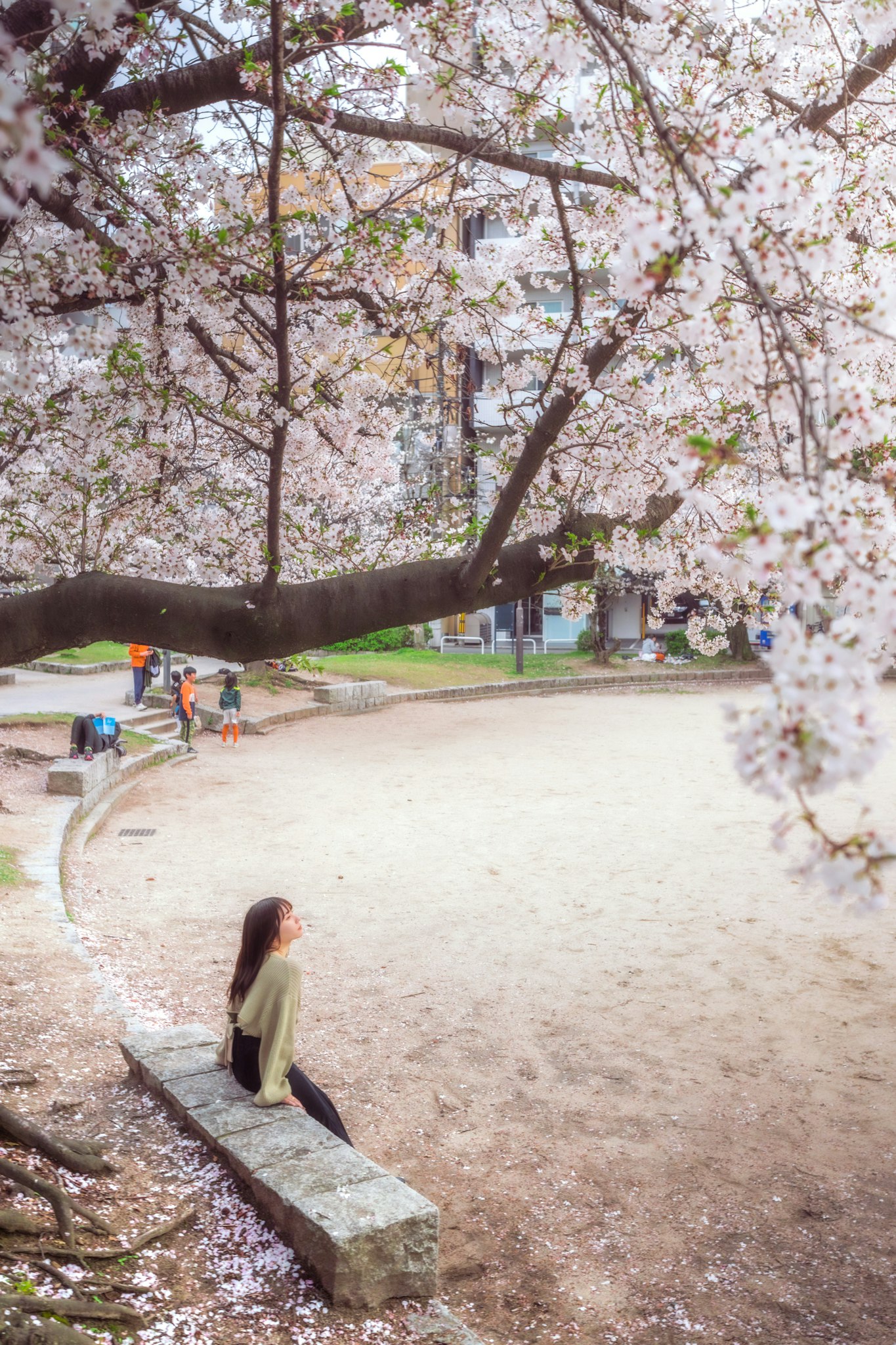 櫻花樹下公園小徑上行走的人