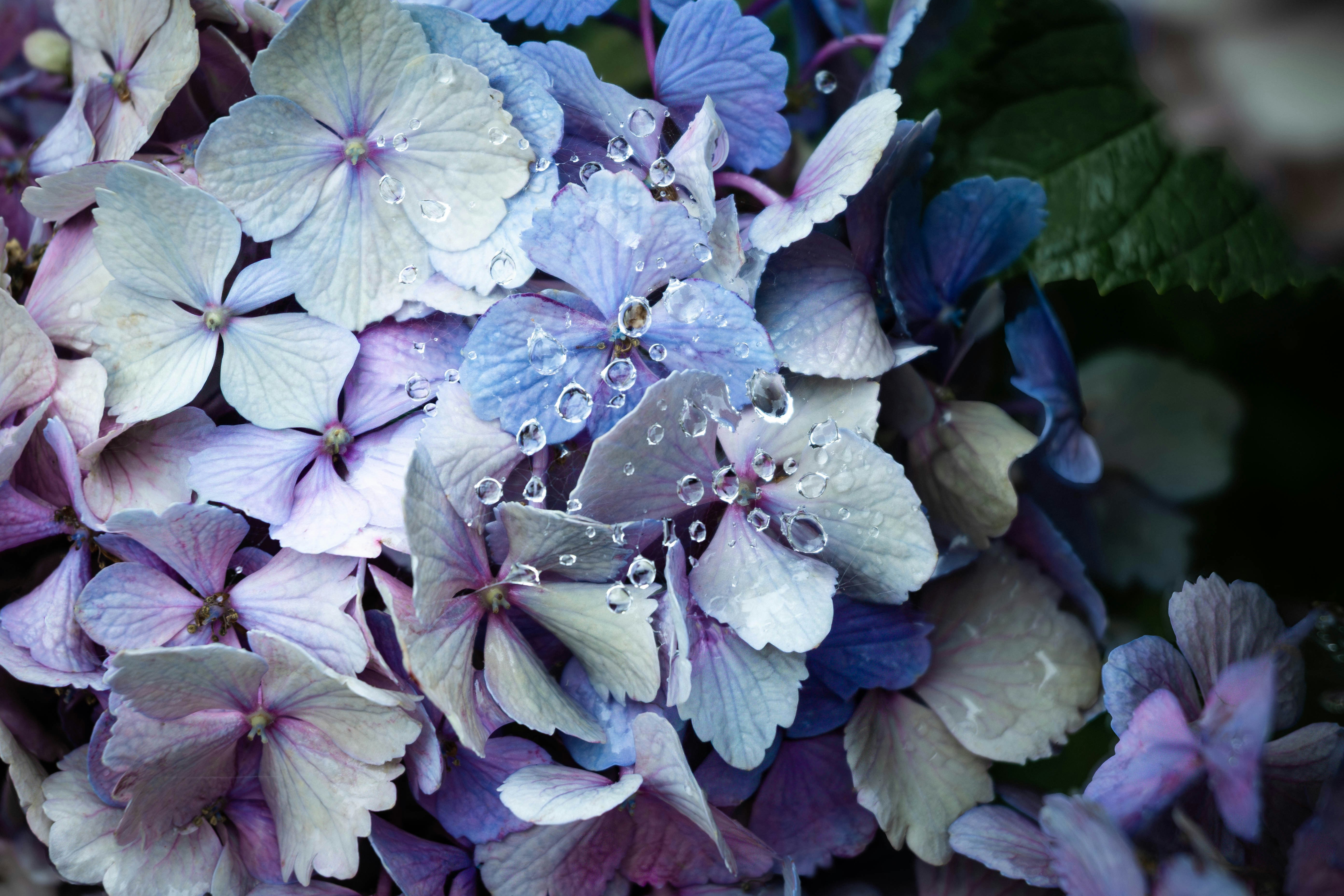 雨粒のついた紫と青のアジサイの花束