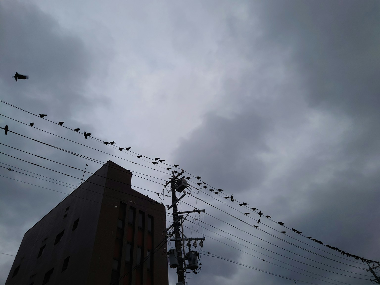 Une scène de nombreux oiseaux perchés sur des lignes électriques sous un ciel nuageux
