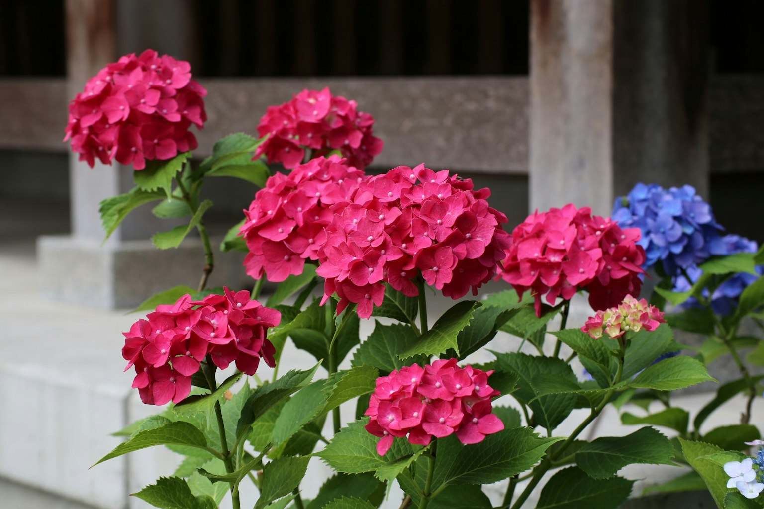 Flores de hortensia rosadas vibrantes en flor