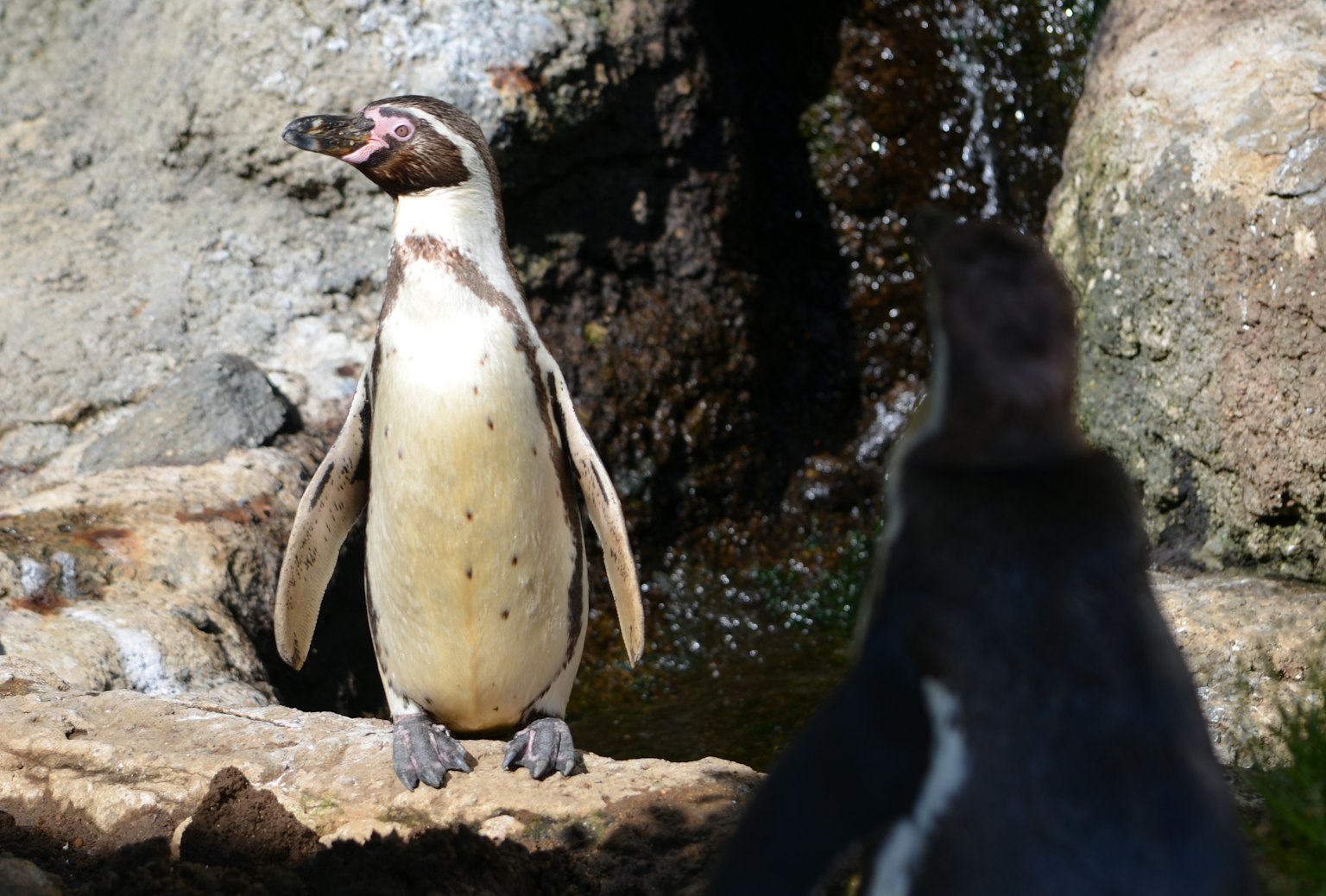 A penguin standing near rocks with another penguin in the background