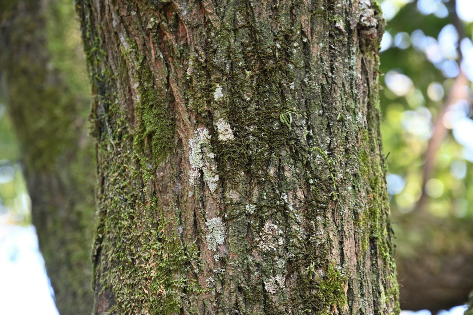 Close-up of tree bark with moss, natural texture and details