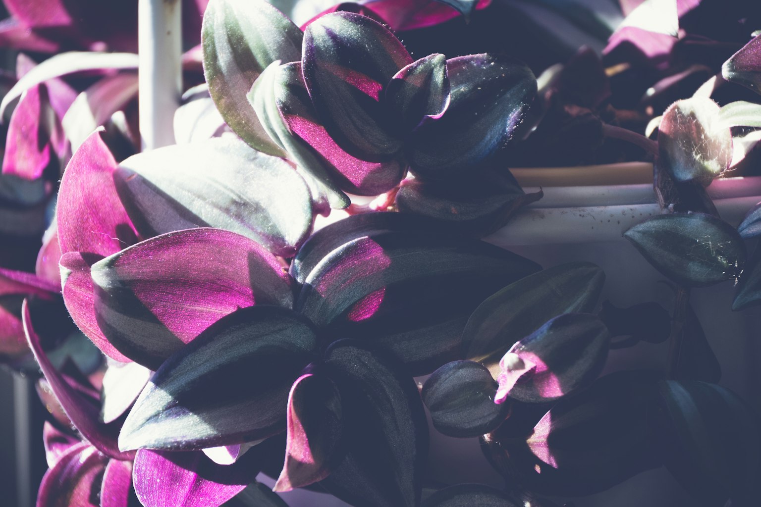 Primo piano di una pianta succulenta con foglie viola