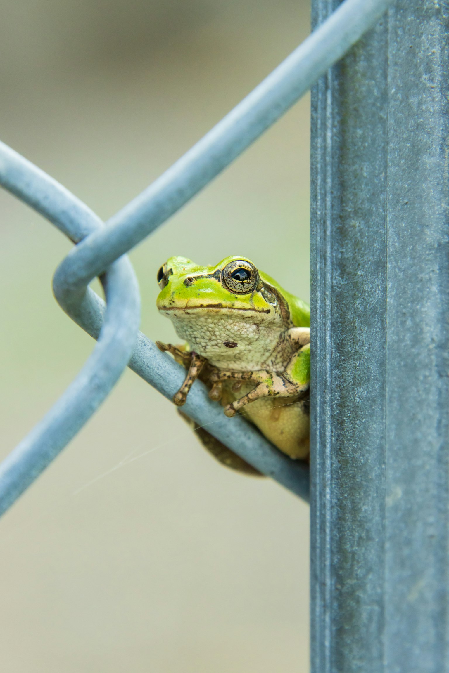 Katak hijau mengintip melalui pagar kawat