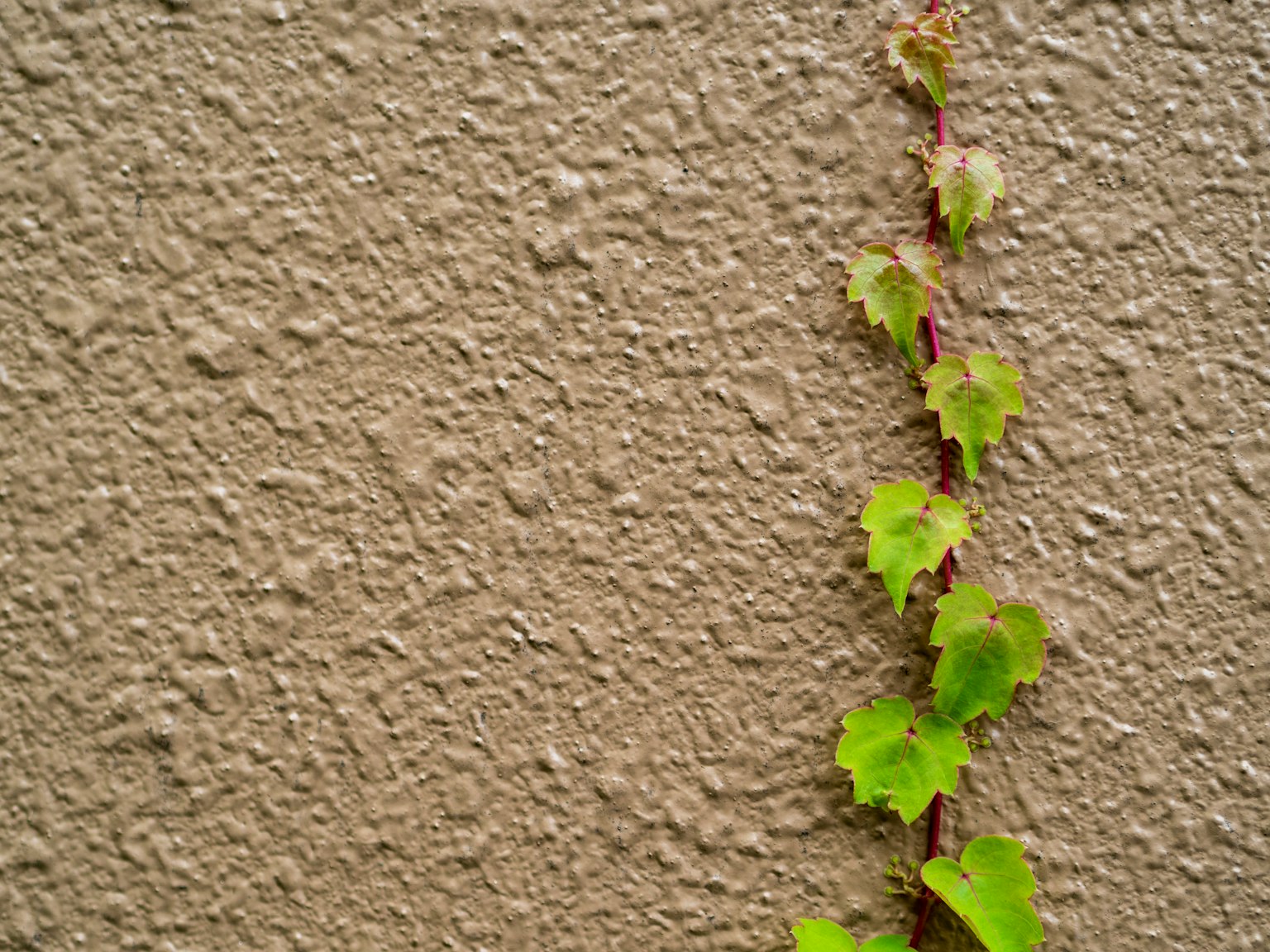Une composition simple de feuilles vertes grimpant sur un mur texturé