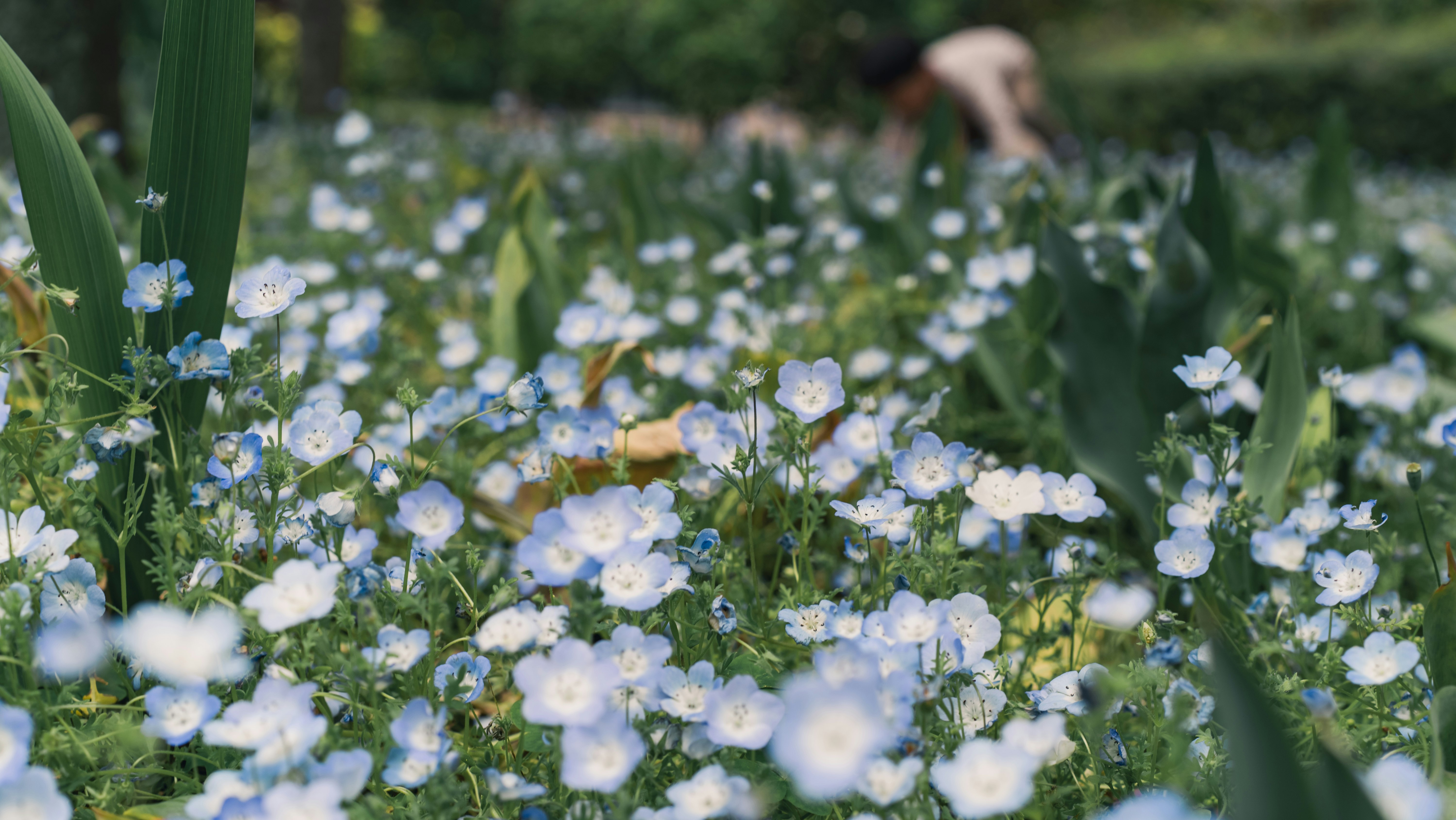 花畑の手前に咲く青白い小花と奥の人物