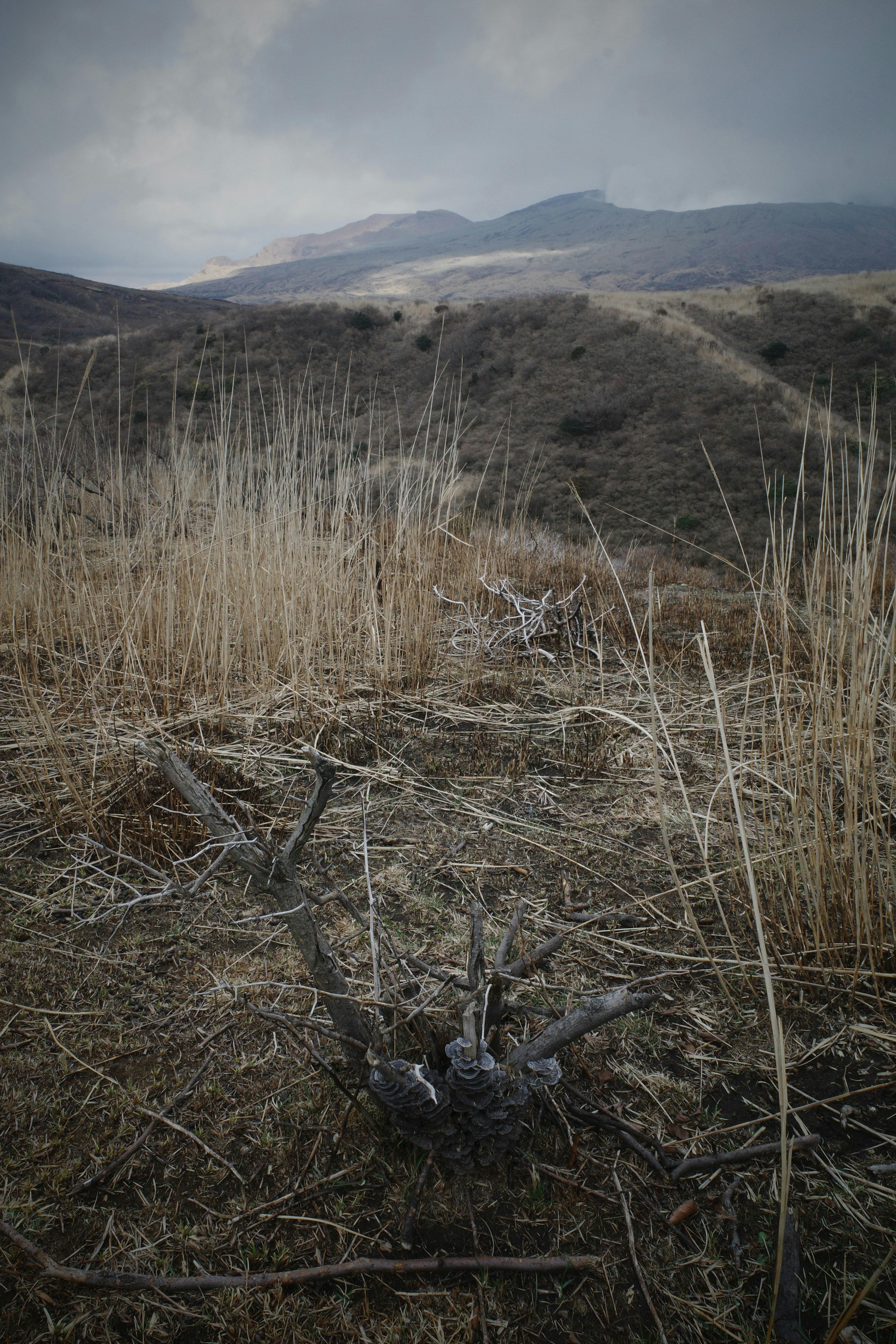 withered grassland and distant mountains