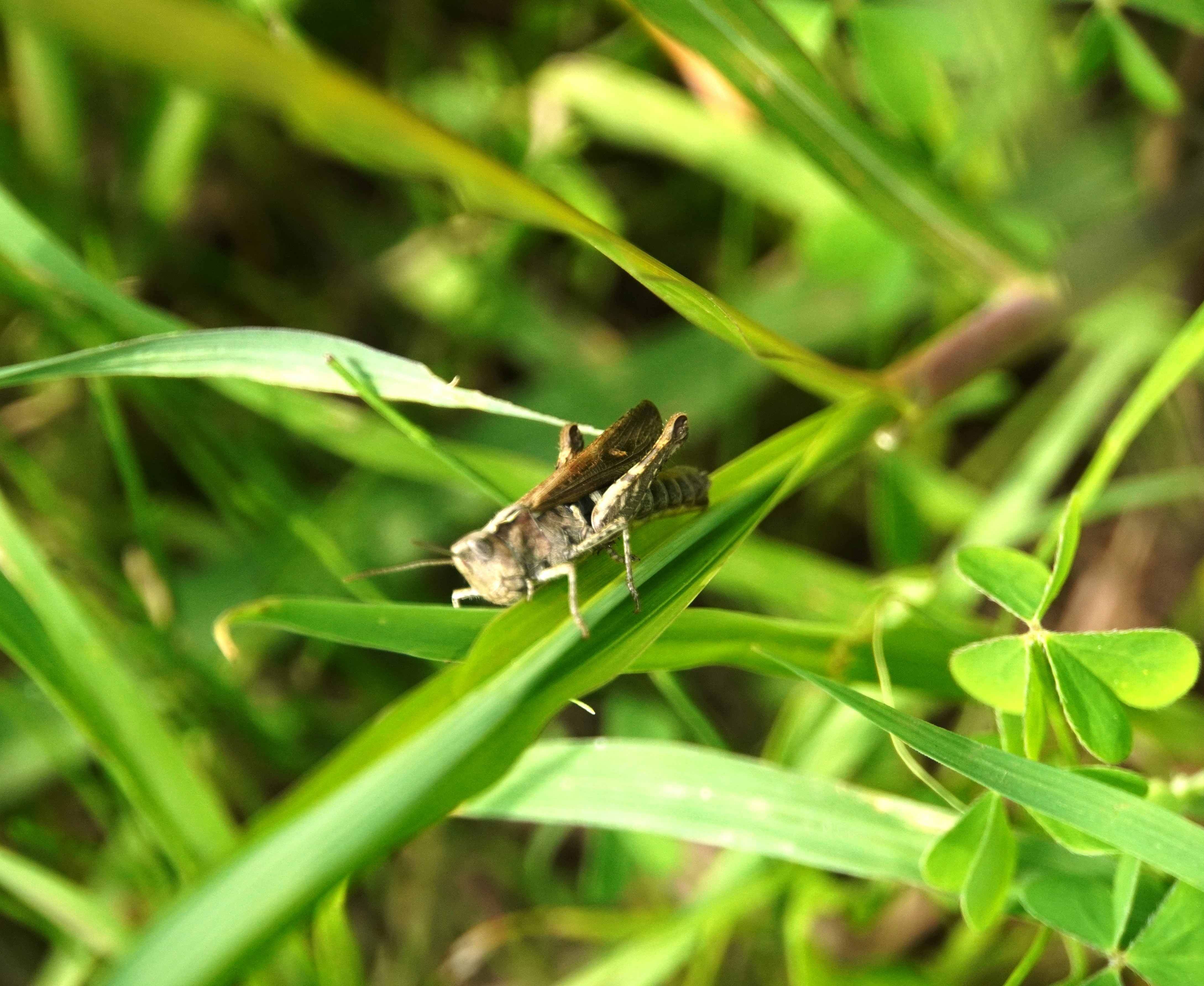 immagine macro di un piccolo insetto posato su una foglia nell’erba