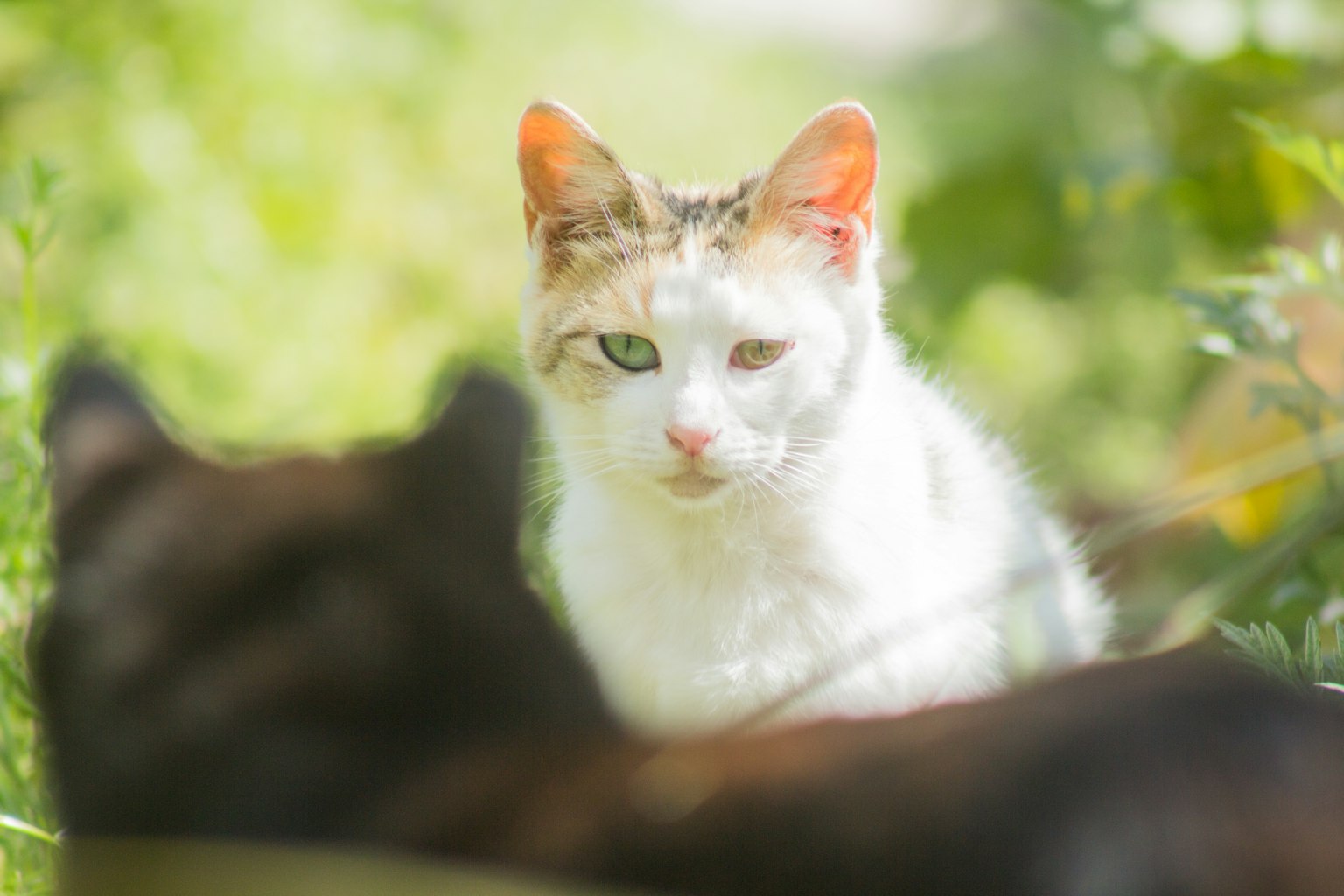 一只白猫和一只黑猫在草地上