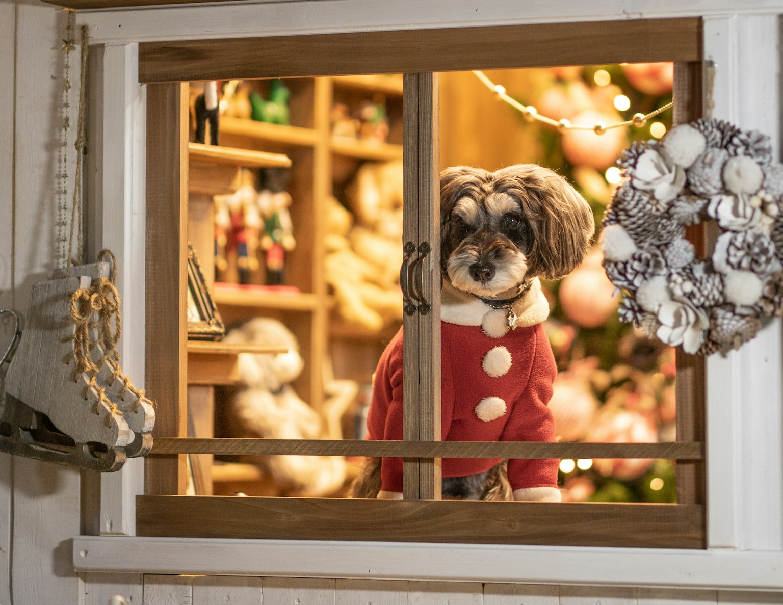 A dog in a red sweater looks through a window at a festive Christmas-decorated room