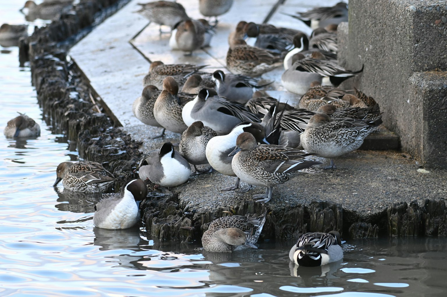 Un grupo de varias aves reunidas junto al agua