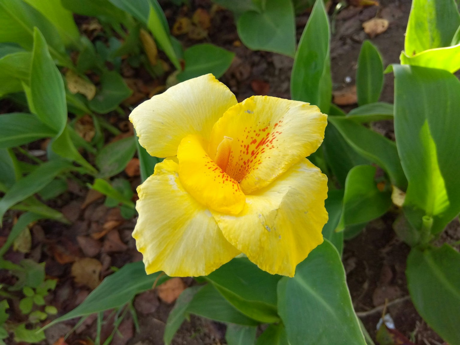 Fleur magnifique avec des pétales jaunes et un centre orange