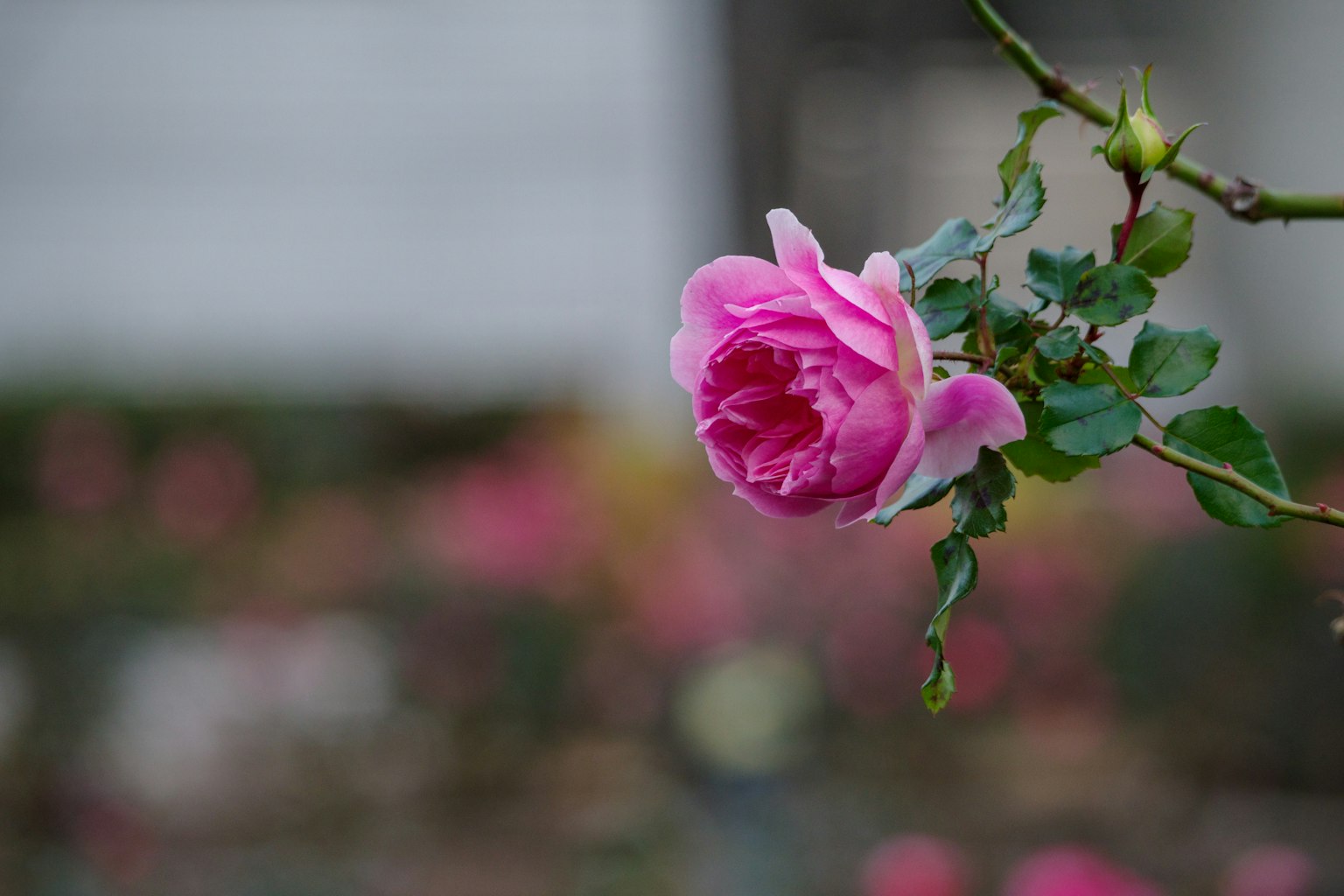 A beautiful pink rose blooming with green leaves