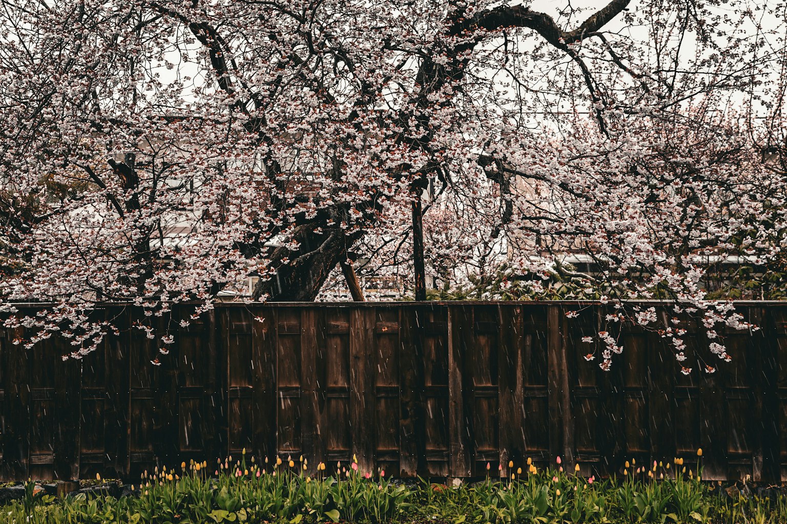 Cherry blossom tree in bloom with wooden fence