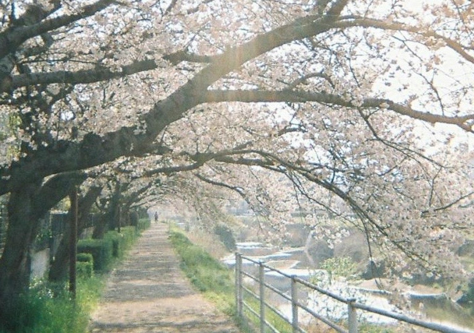 Jalan yang dikelilingi pohon sakura dan sungai