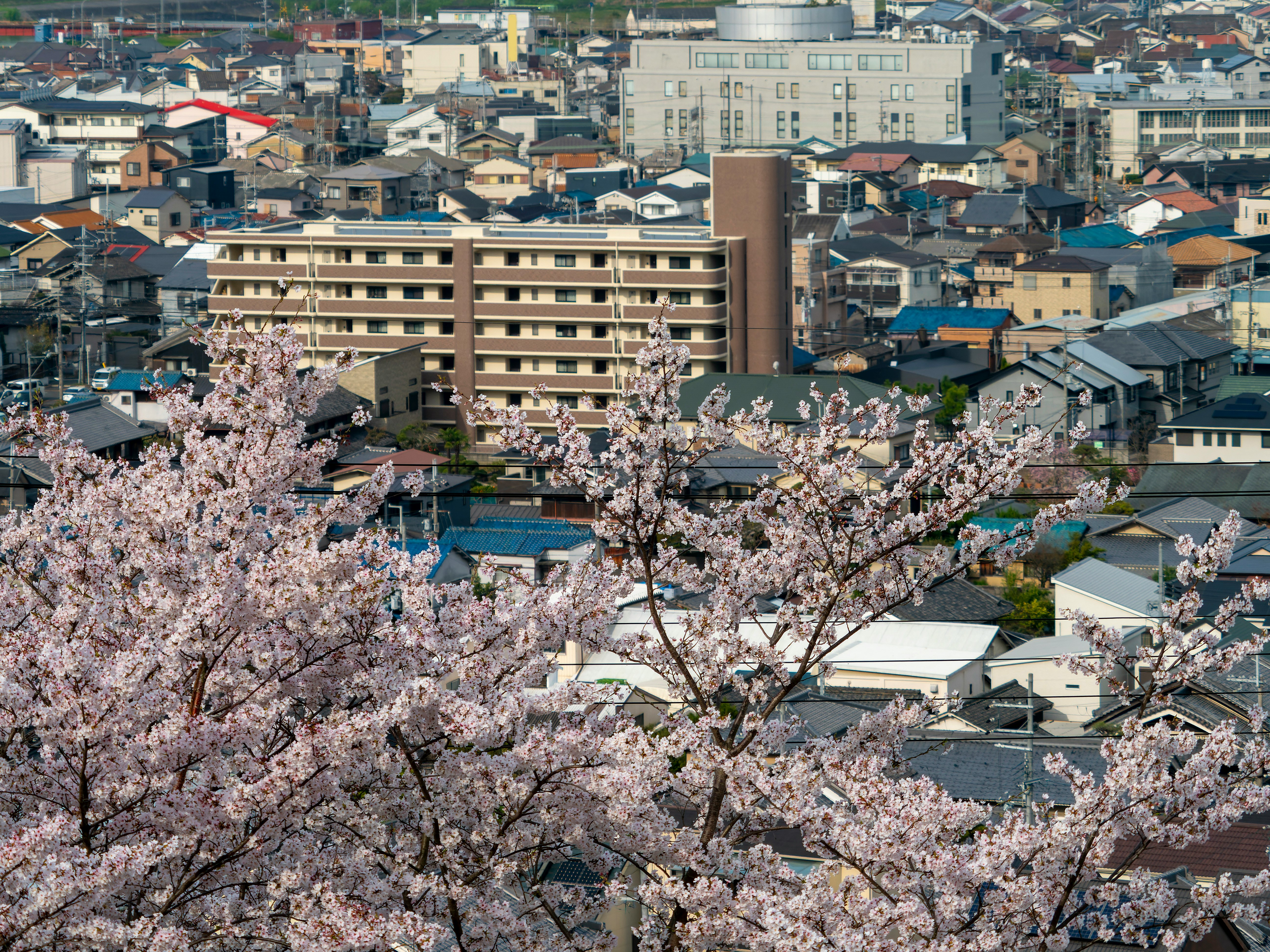 柏原市の街並みを彩る桜の花