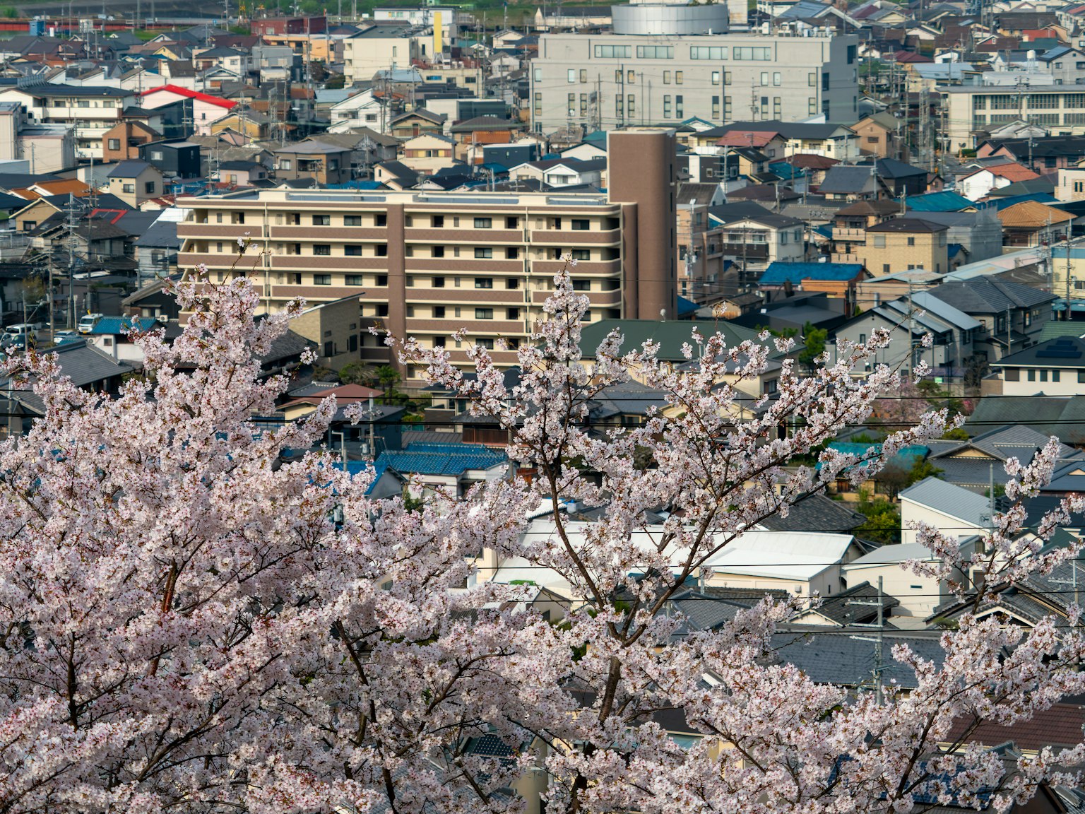 Primo piano di ciliegi in fiore con uno skyline urbano sullo sfondo