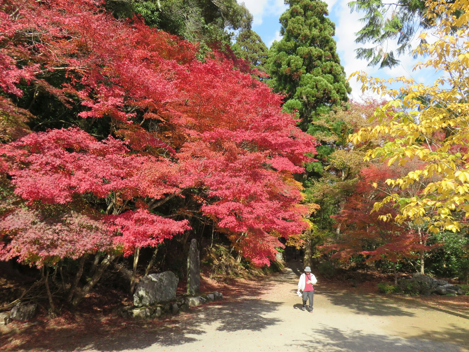 秋季美麗的公園景色生動的紅色和黃色樹木及行人