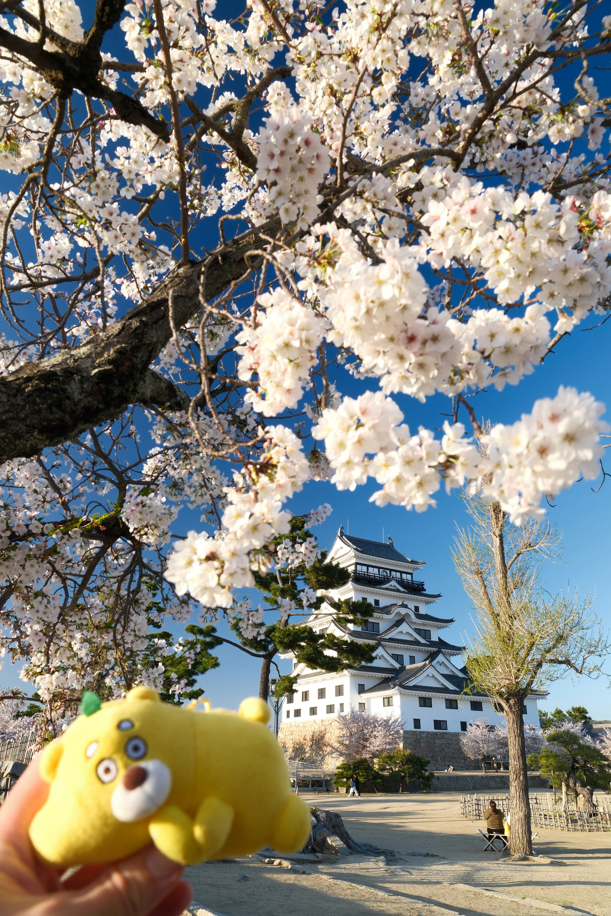 福山城の周りに咲く桜の花と青空