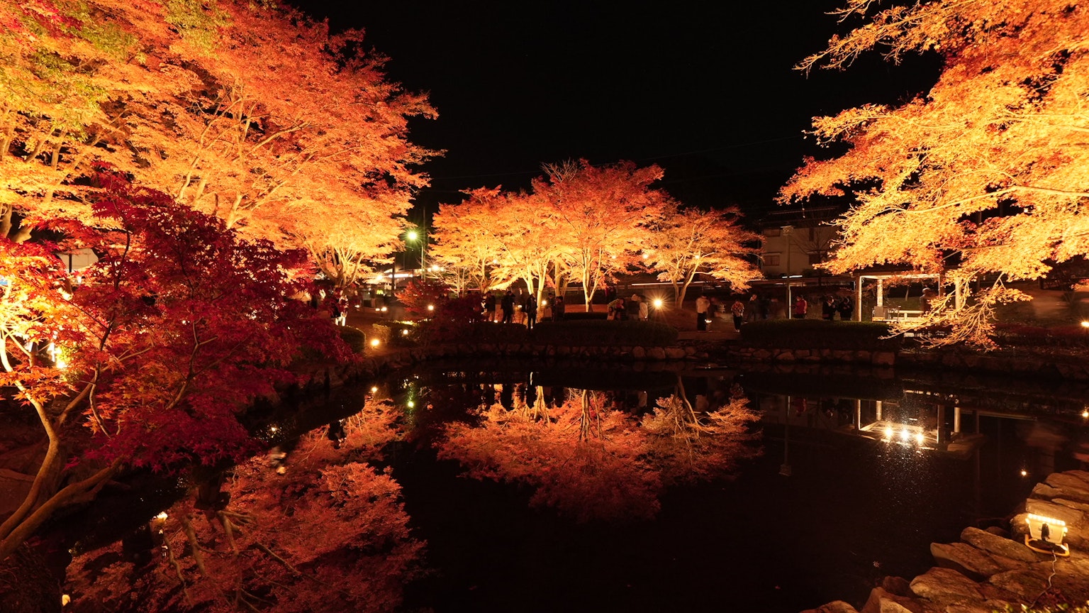 Bellissimo fogliame autunnale riflesso in uno stagno di notte