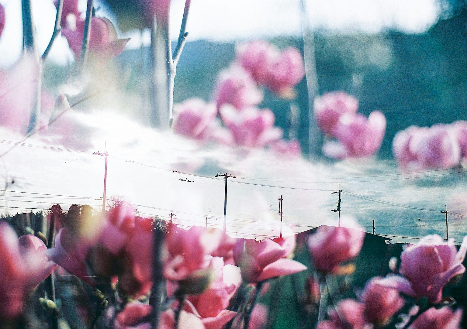 Delicate pink flowers in soft focus with a scenic background