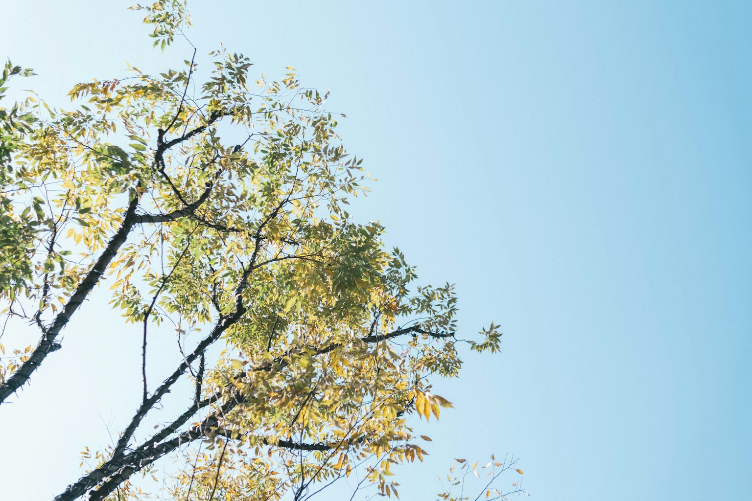 Tree with green and yellow leaves against a blue sky