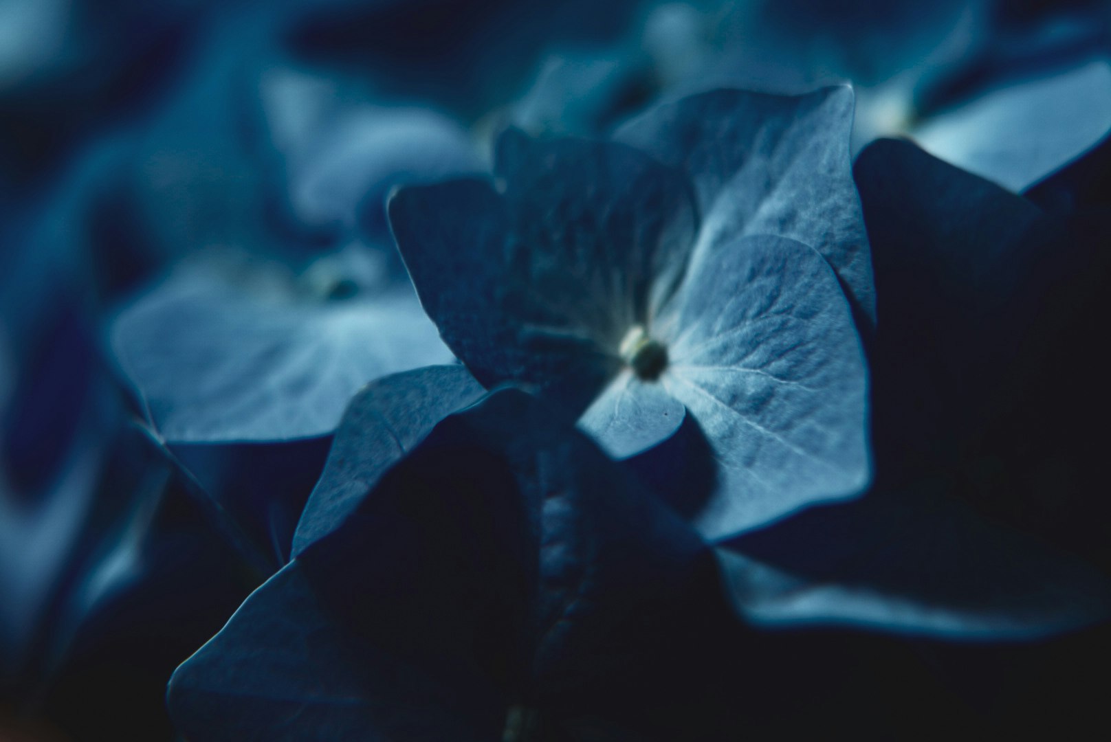 gros plan sur des pétales de fleurs bleues image