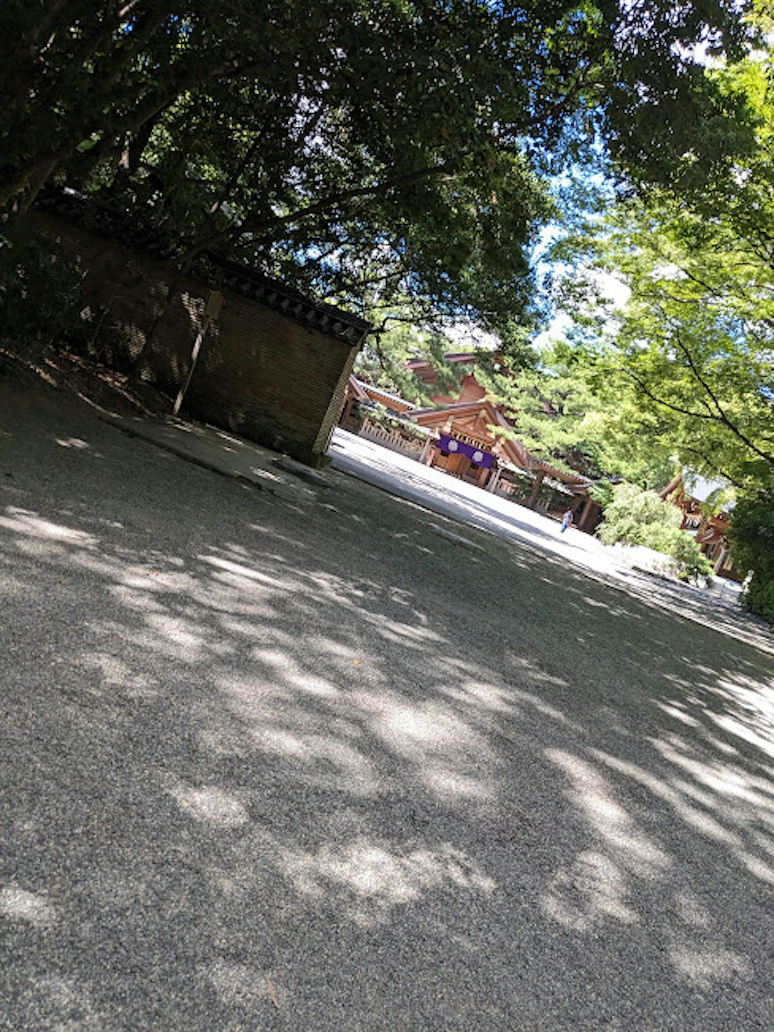被綠色樹木環繞的寧靜小路和遠處的建築