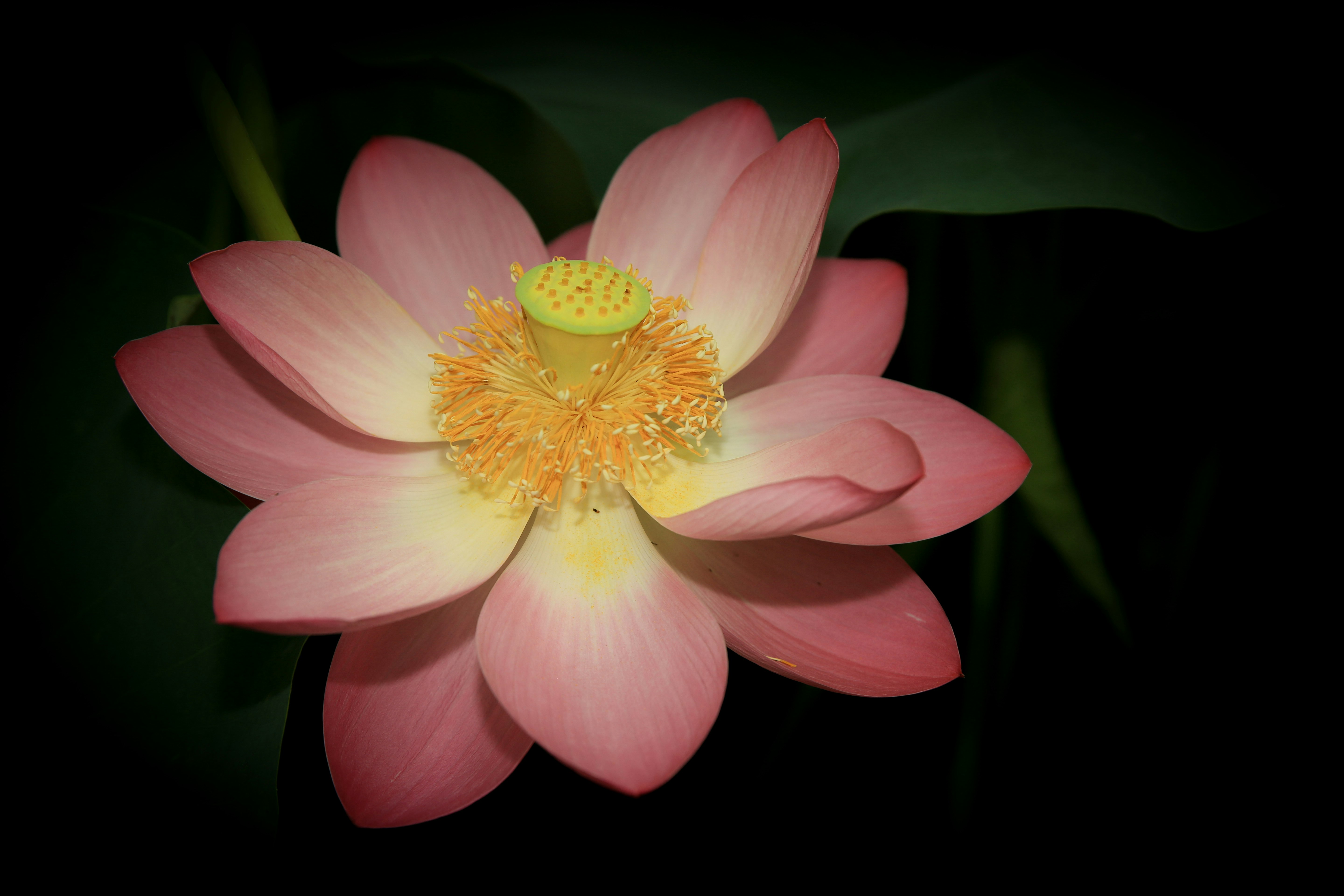 ピンクの蓮の花のクローズアップ画像