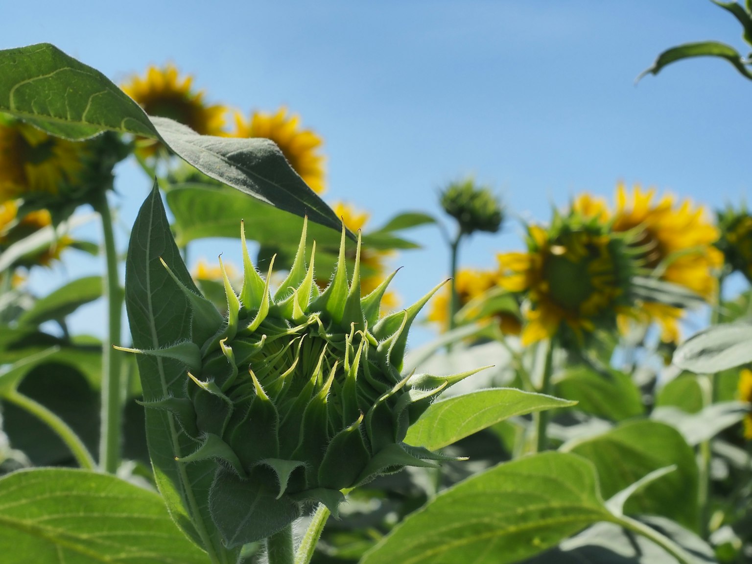 Bocciolo di girasole che si prepara a fiorire sotto un cielo azzurro