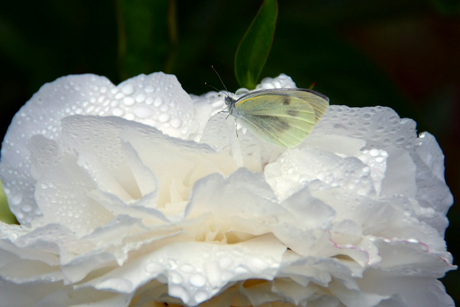 Una mariposa pálida posada sobre una rosa blanca con gotas de agua