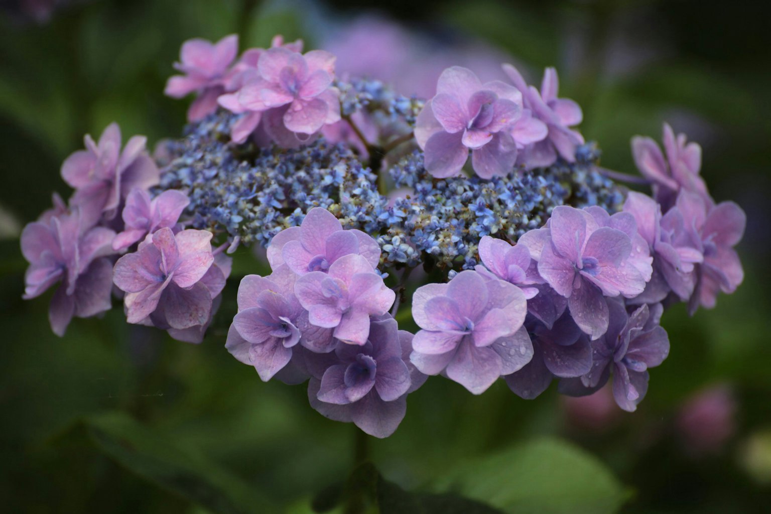 Hydrangea-Strauß mit lila Blumen und blauem Zentrum