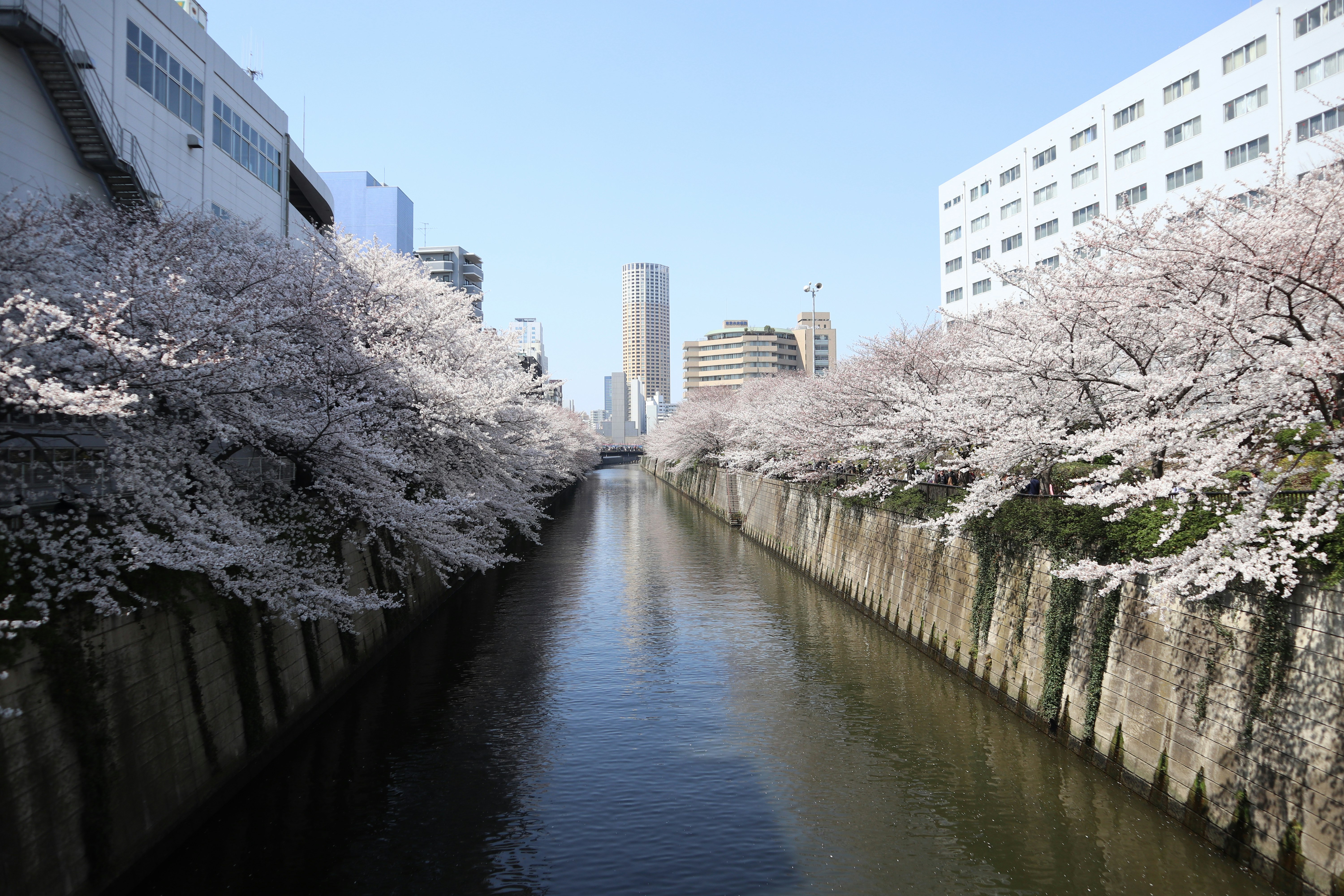 桜並木が続く運河沿いの水路風景