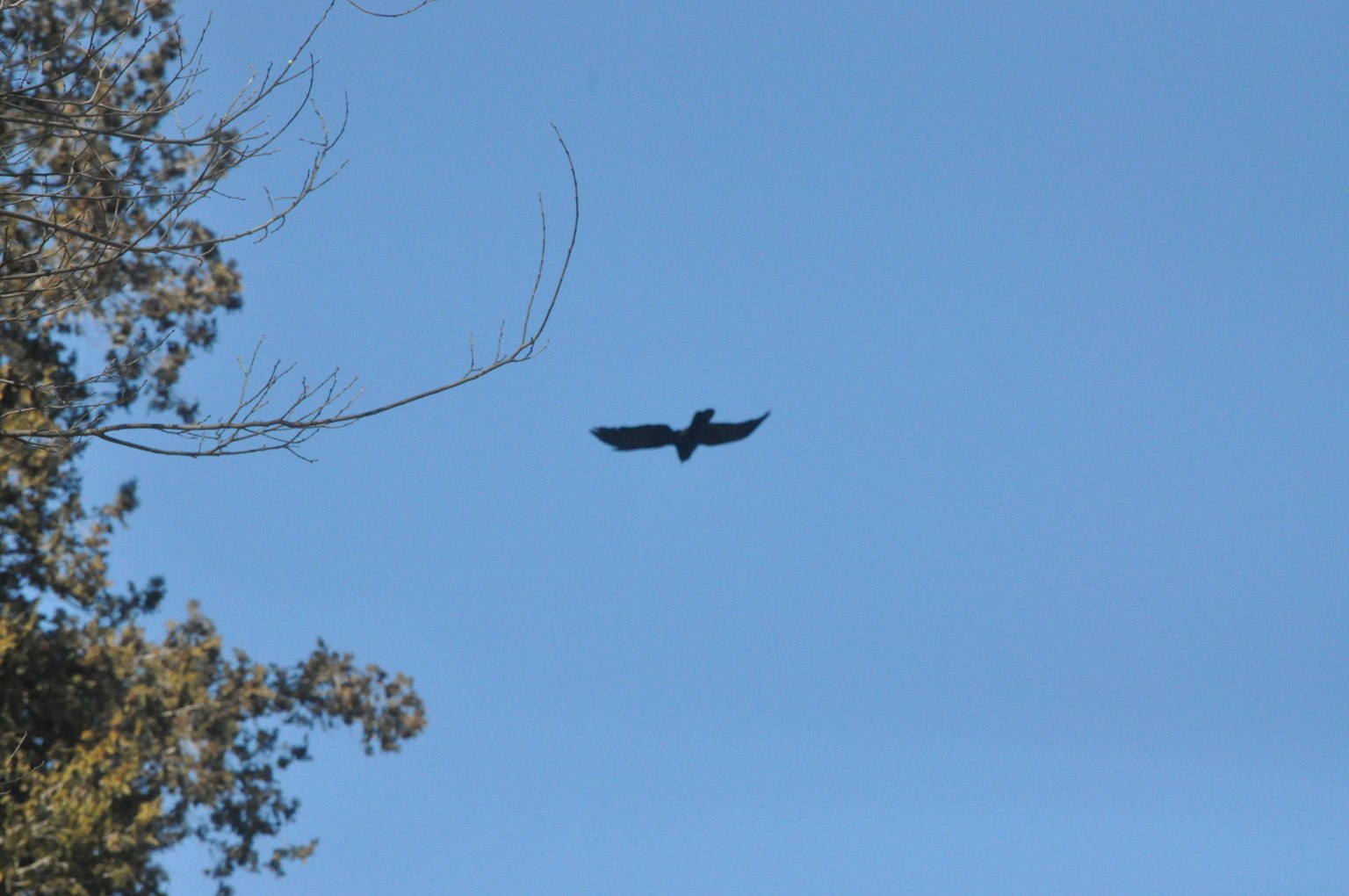 Silueta de un pájaro negro volando contra un cielo azul