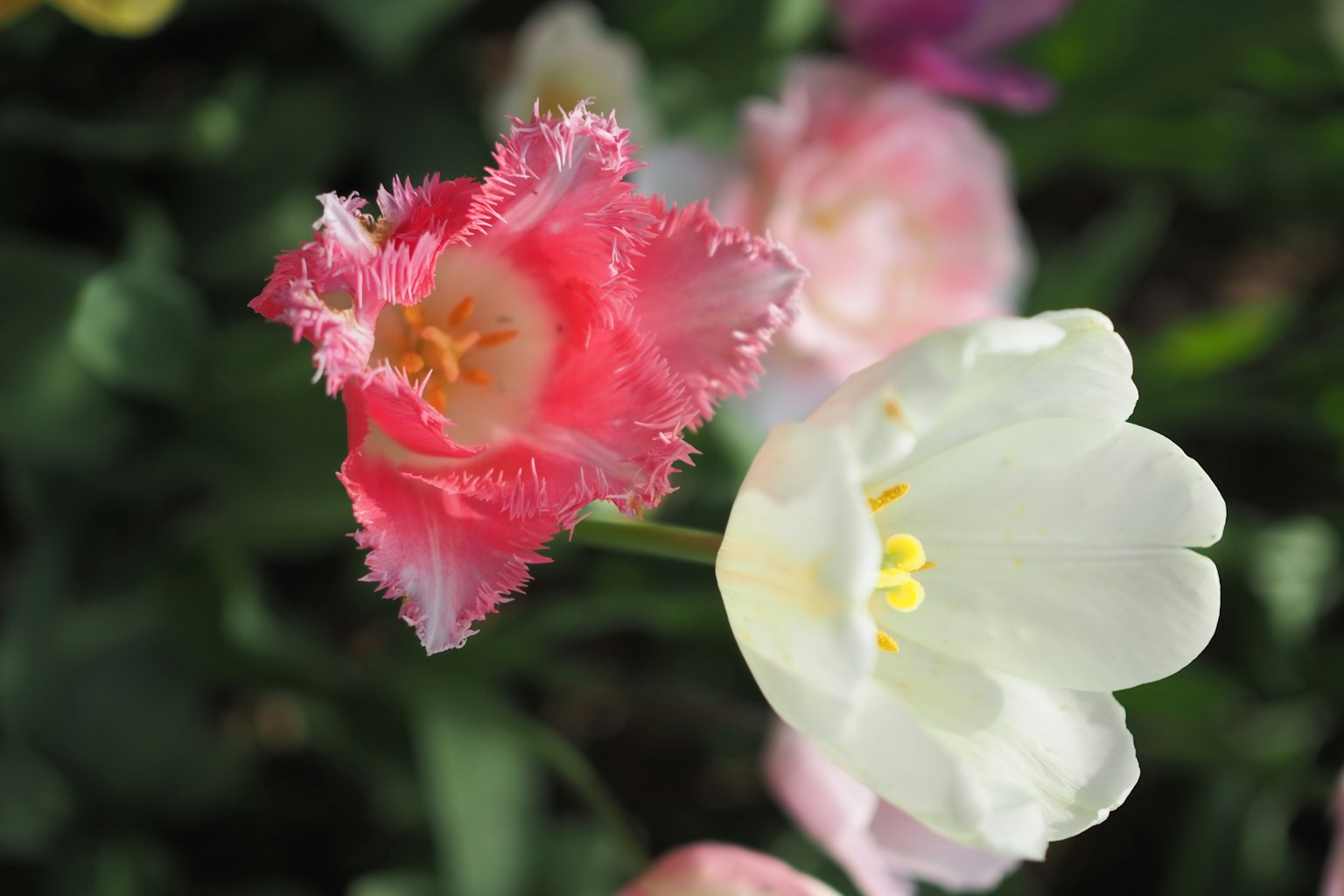 Bunga tulip merah muda dan putih mekar bersama