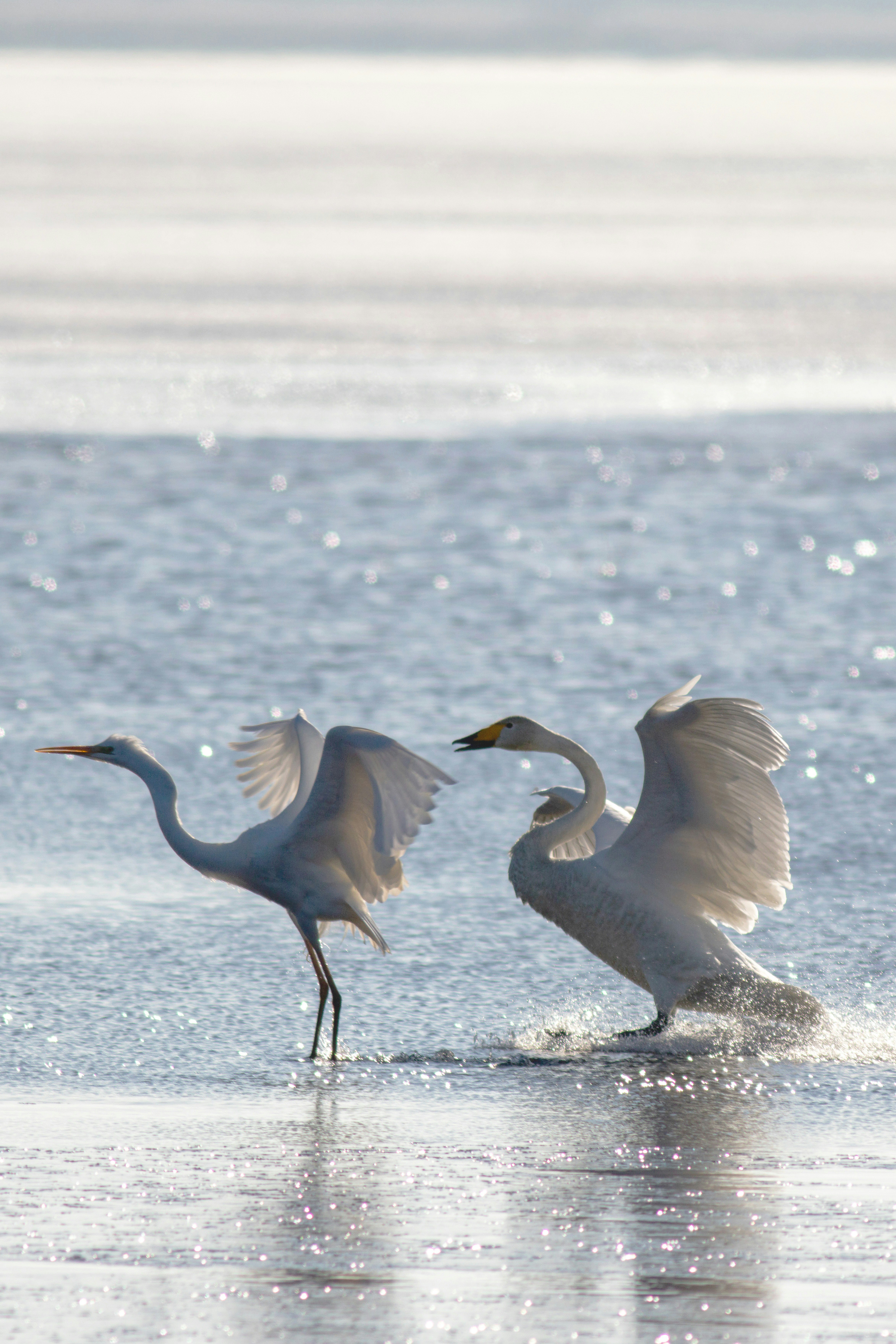 水面に立つ2羽の鳥が羽を広げる瞬間