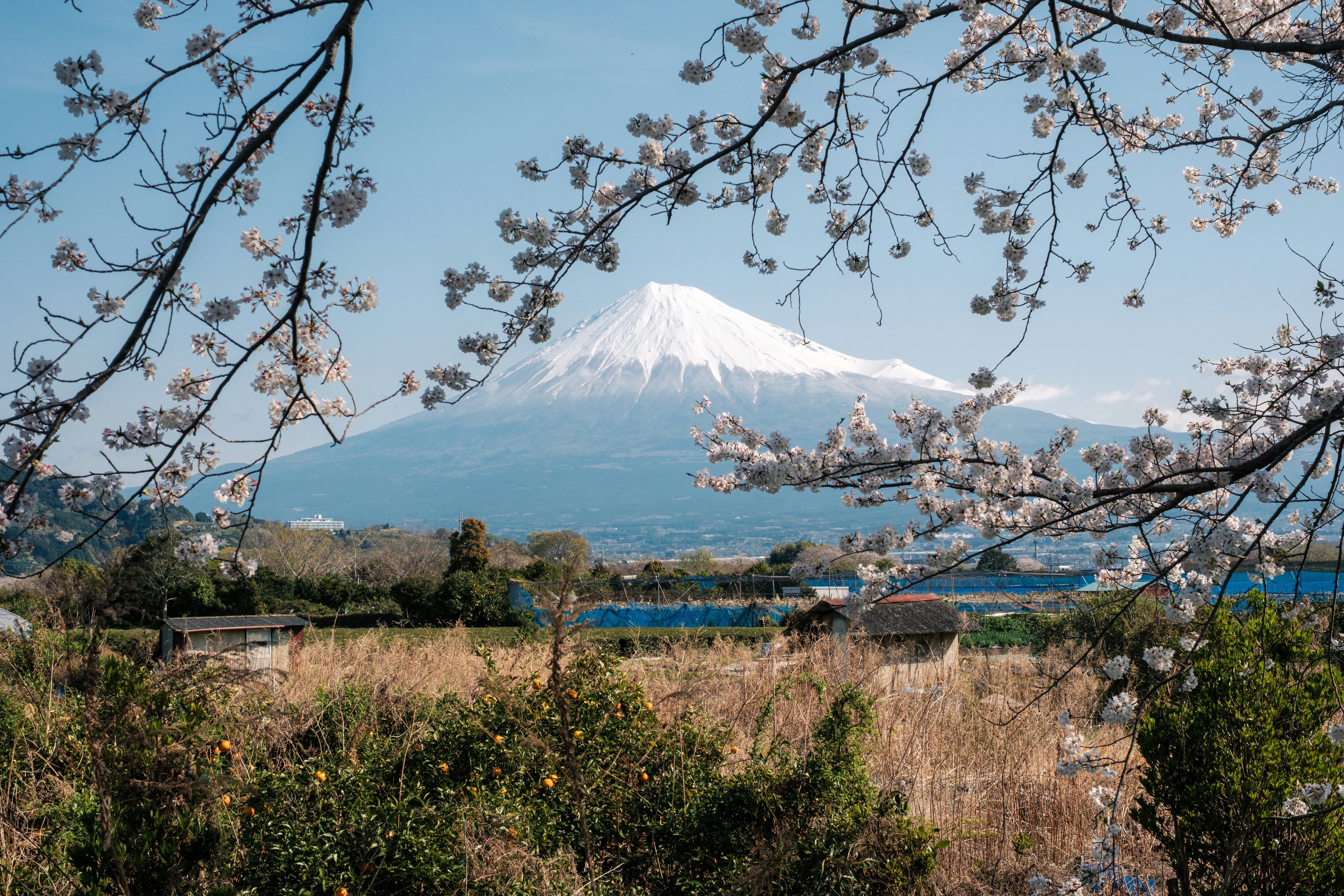 桜の枝越しにそびえる富士山と山並み