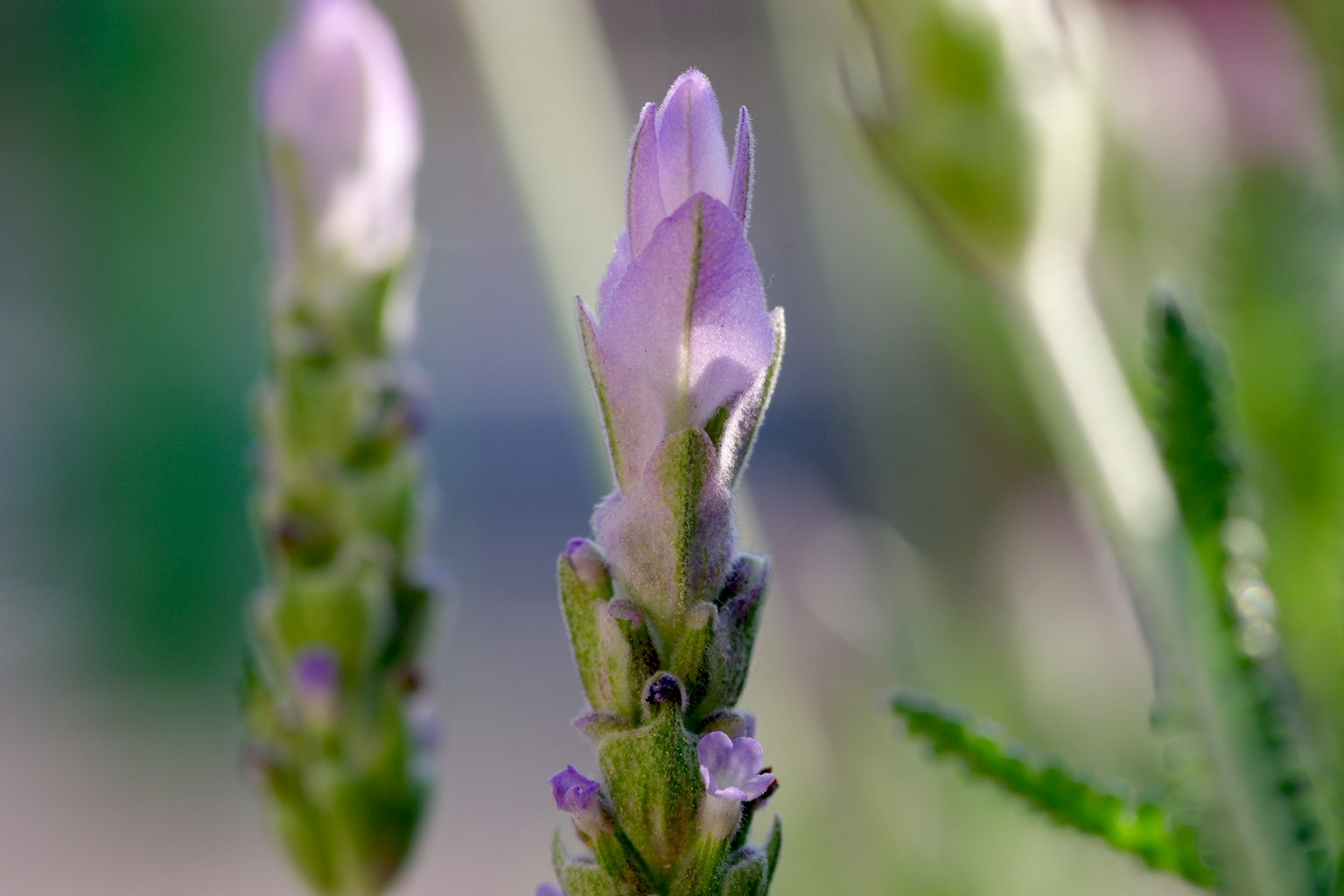 Close-up of a plant with purple buds about to bloom