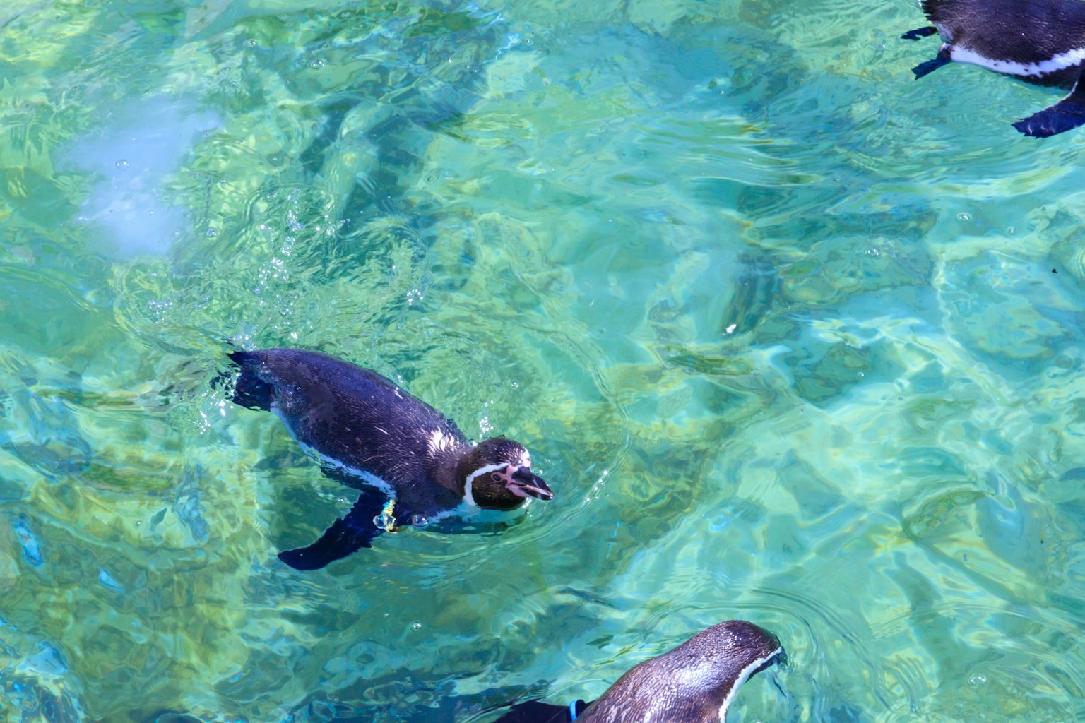 Un gruppo di pinguini che nuotano in acqua blu chiara