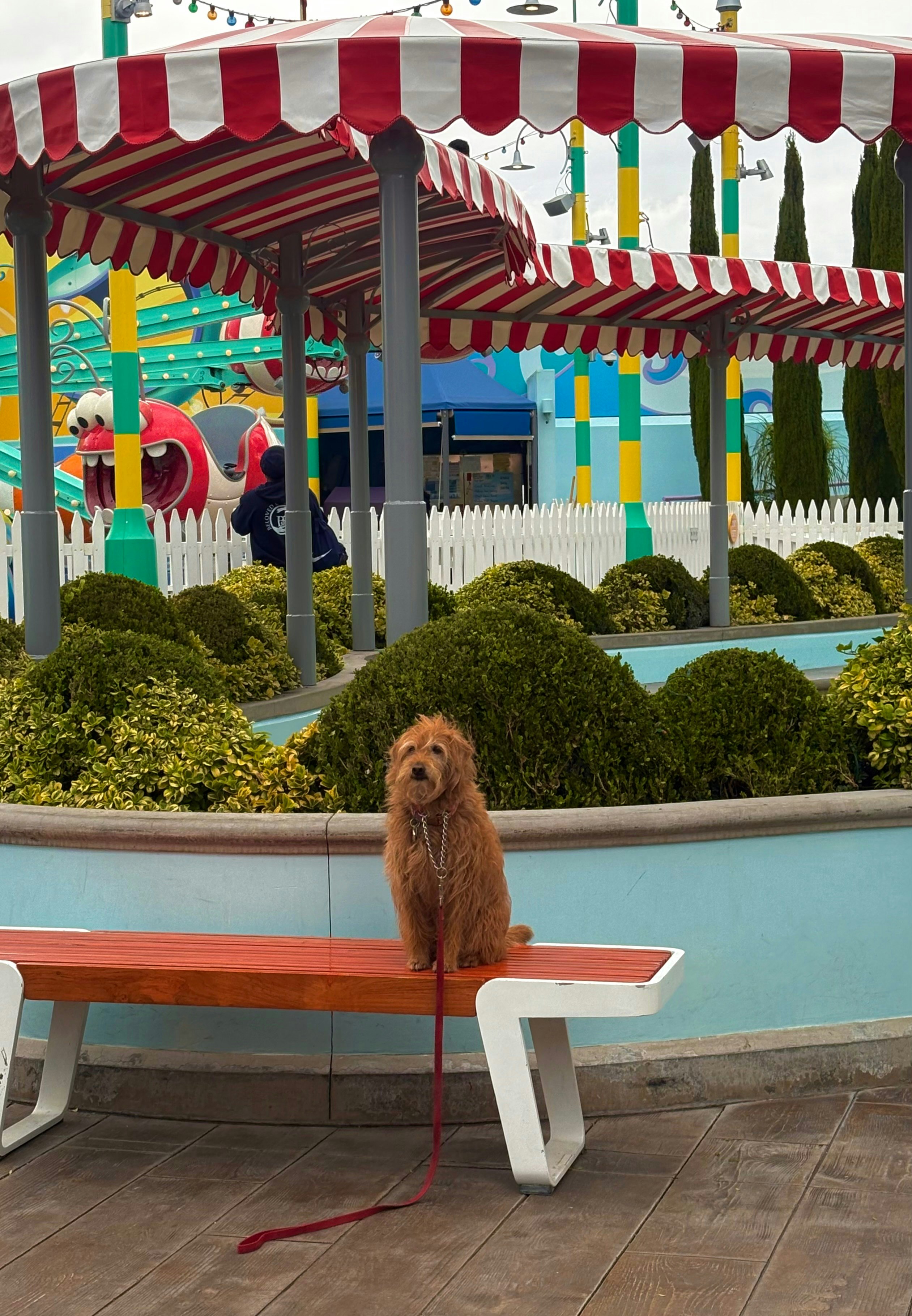 プールサイドの犬とカラフルなテントのある屋外風景