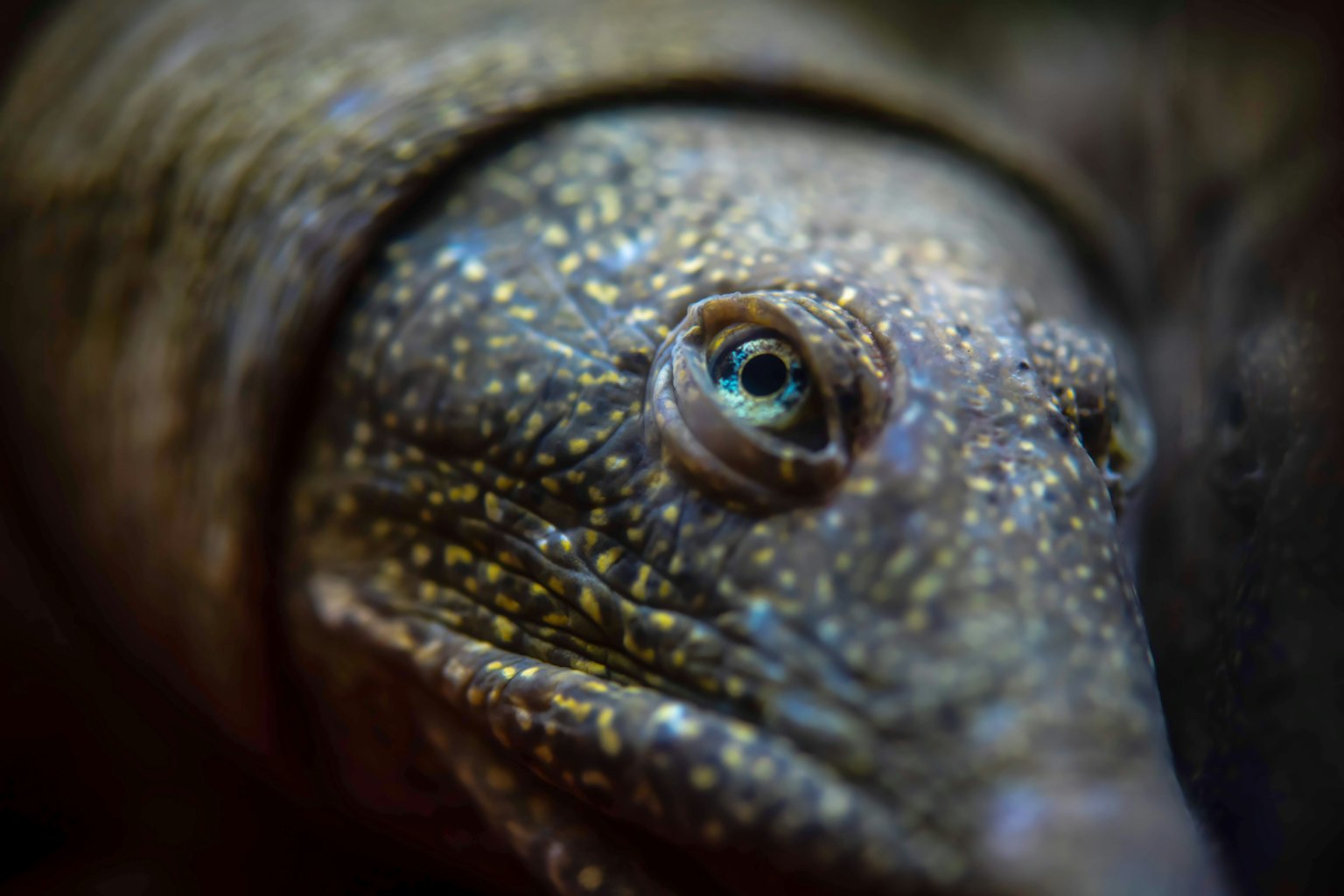 Nahaufnahme eines gemusterten Fisches mit einem blauen Auge