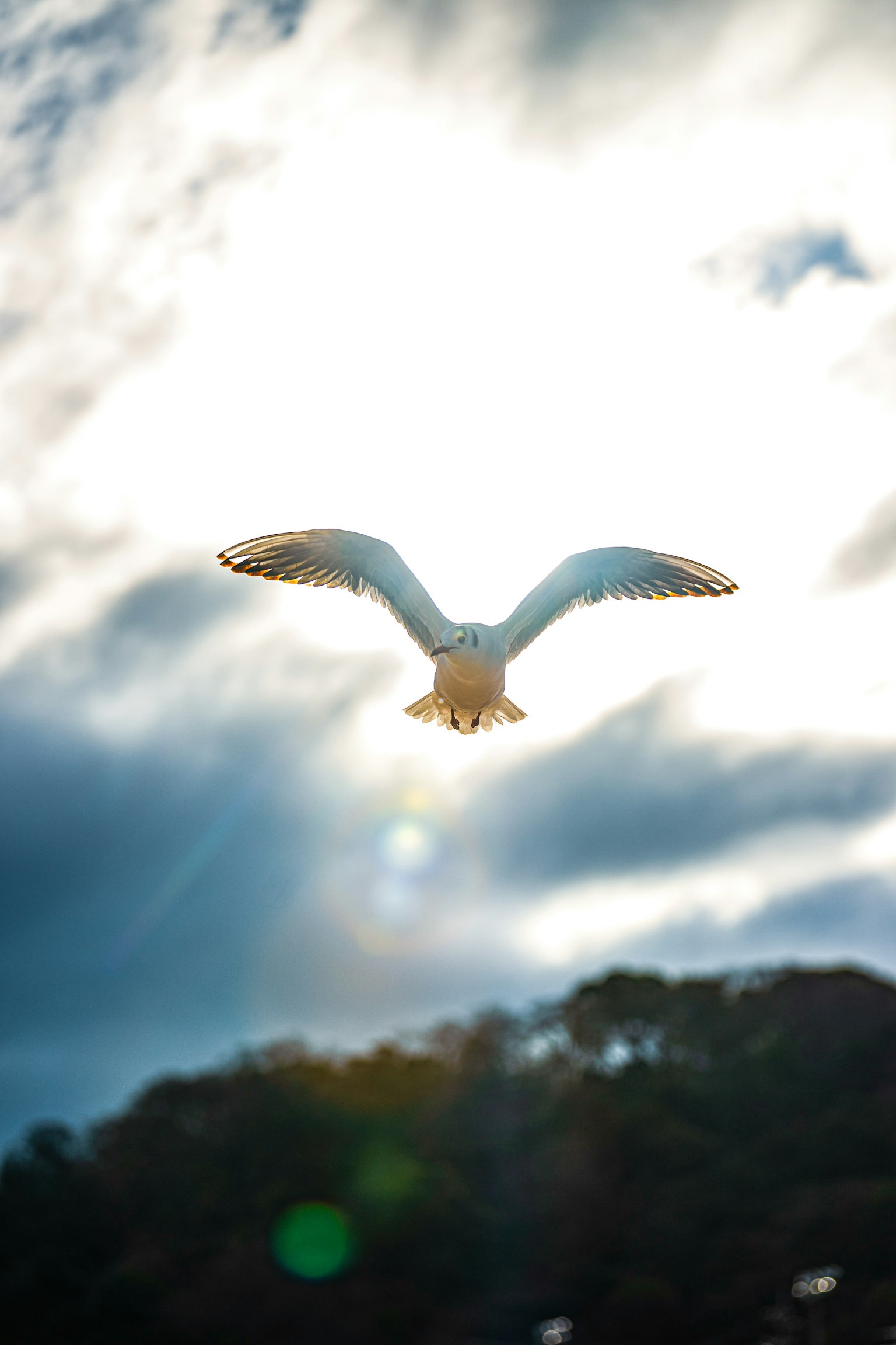 Seagull soaring against a bright sunlit sky