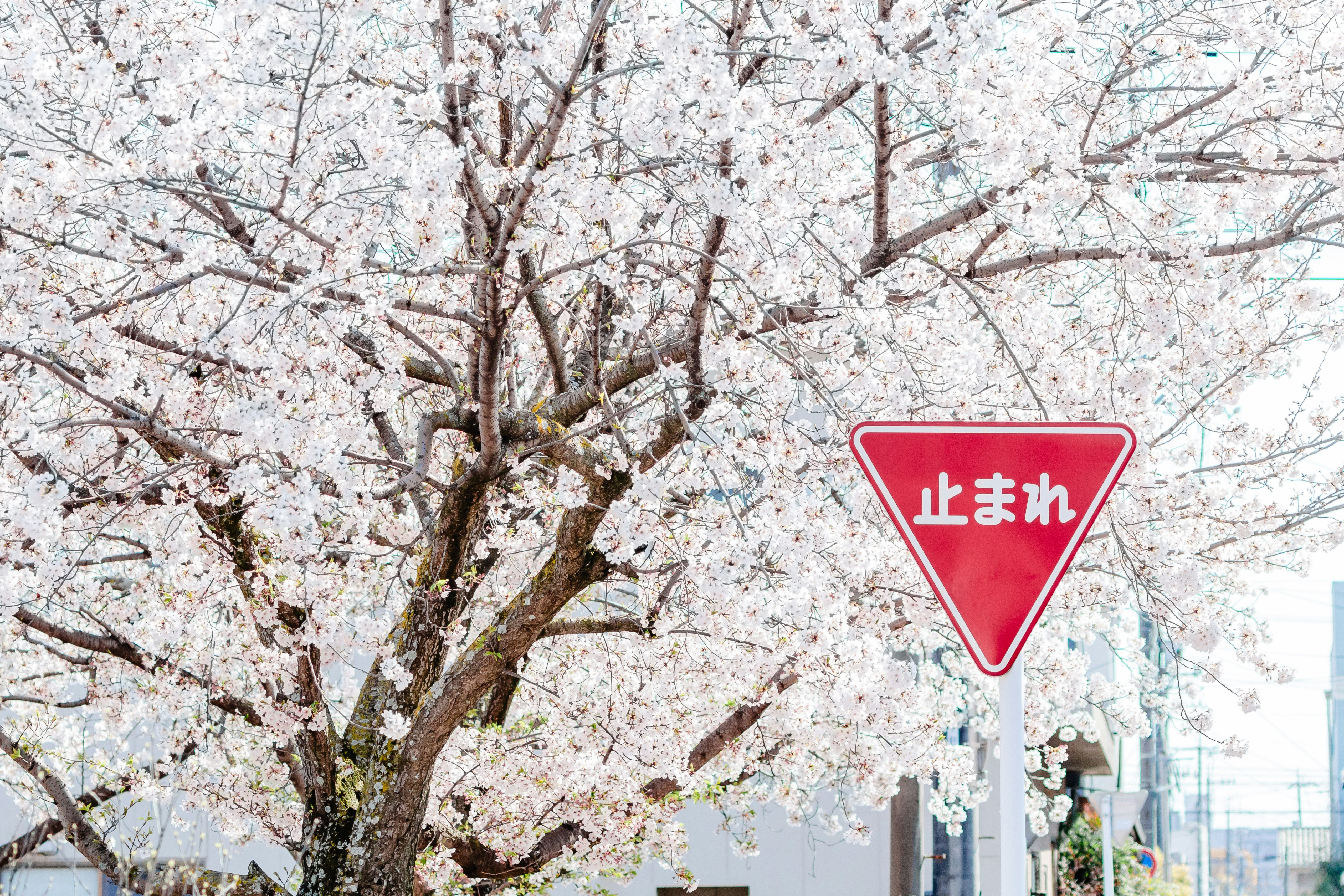 桜並木の下にある「止まれ」標識のある春の街路