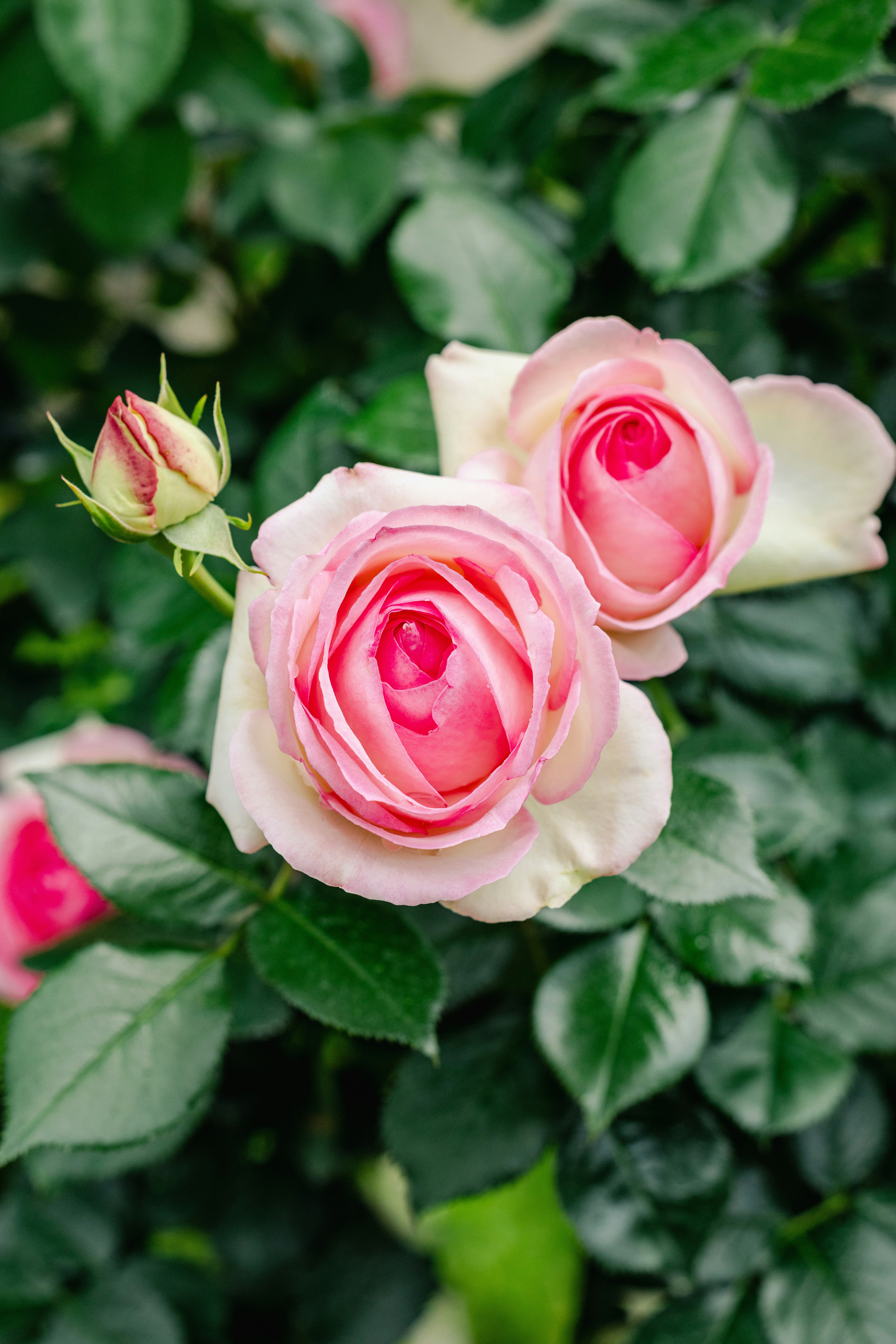 ピンクのバラの花とつぼみのクローズアップ