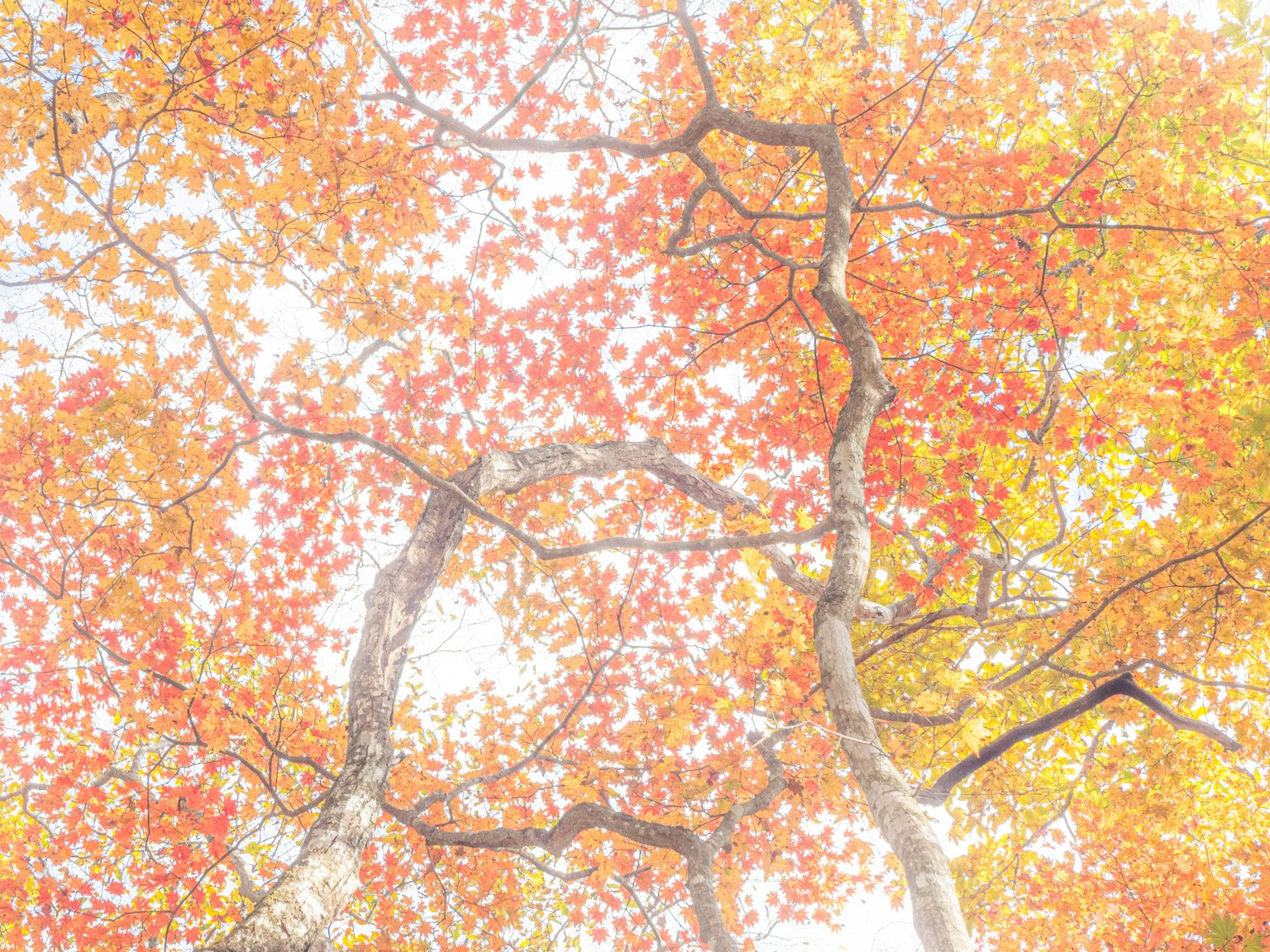 Beautiful autumn foliage with glowing tree branches