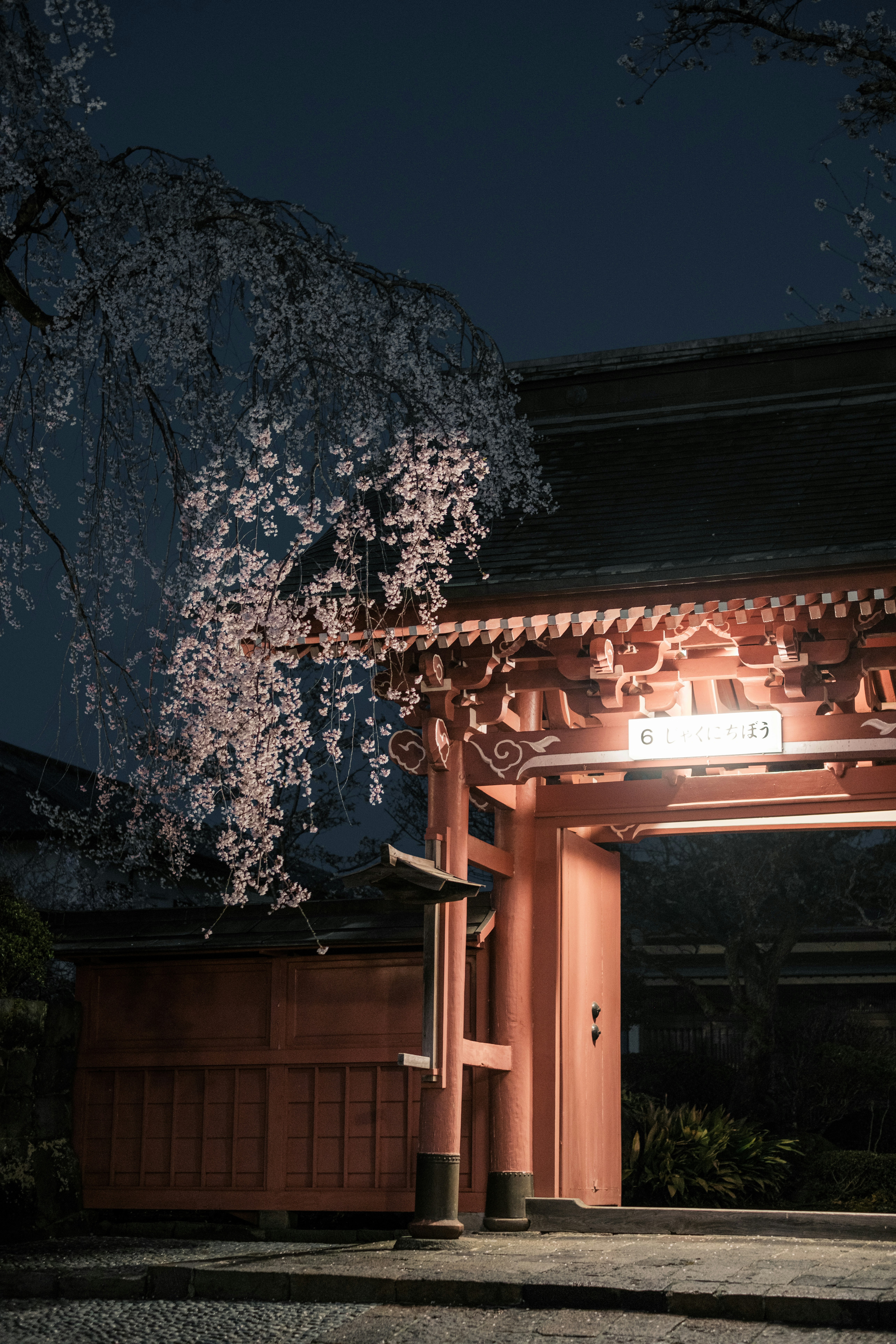 夜の提灯と桜が映える神社の参道の門
