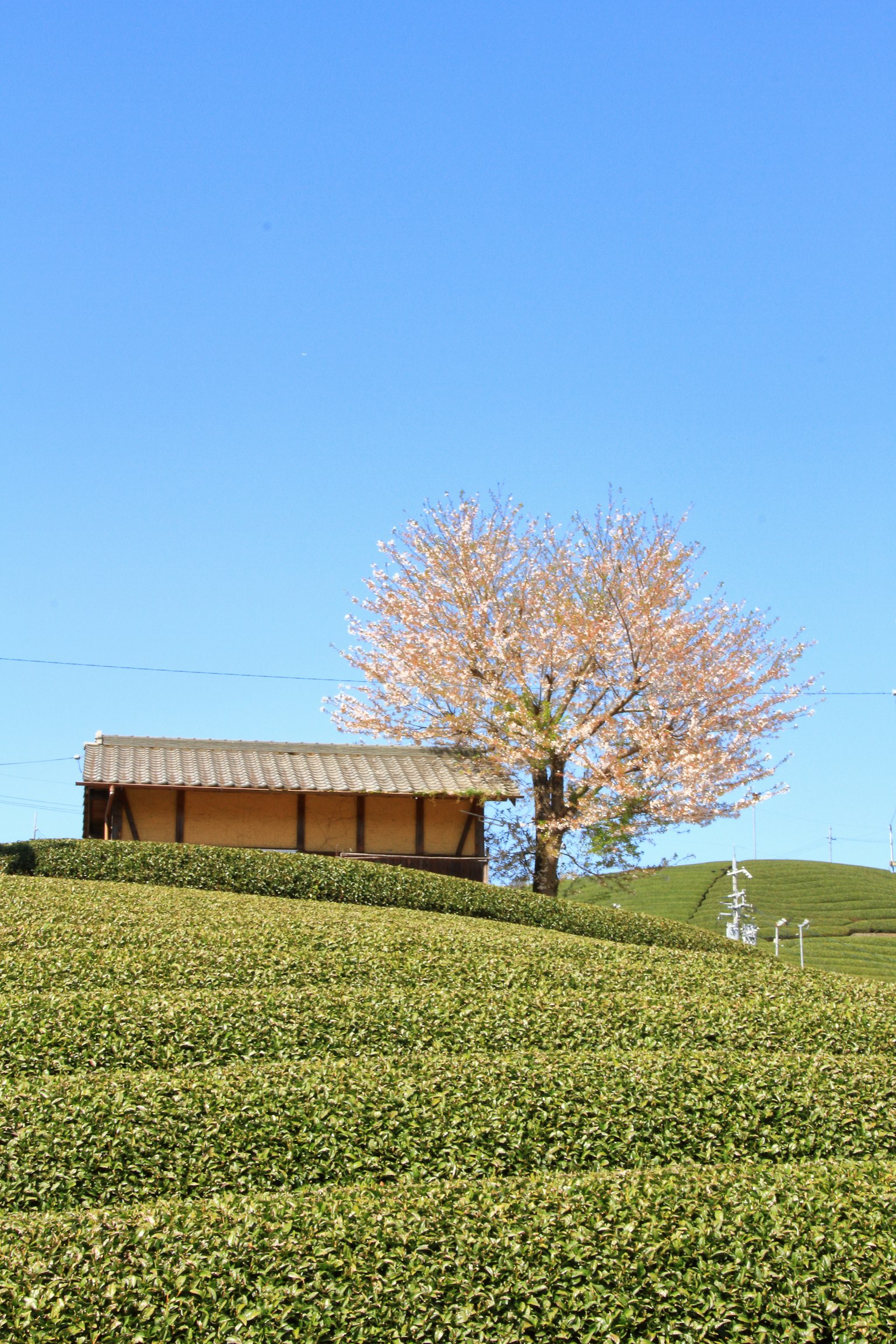 Pemandangan indah ladang teh dengan pohon sakura di bawah langit biru